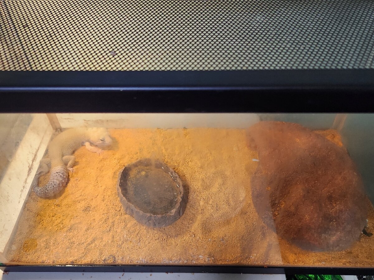 Fat Tail Gecko image 1