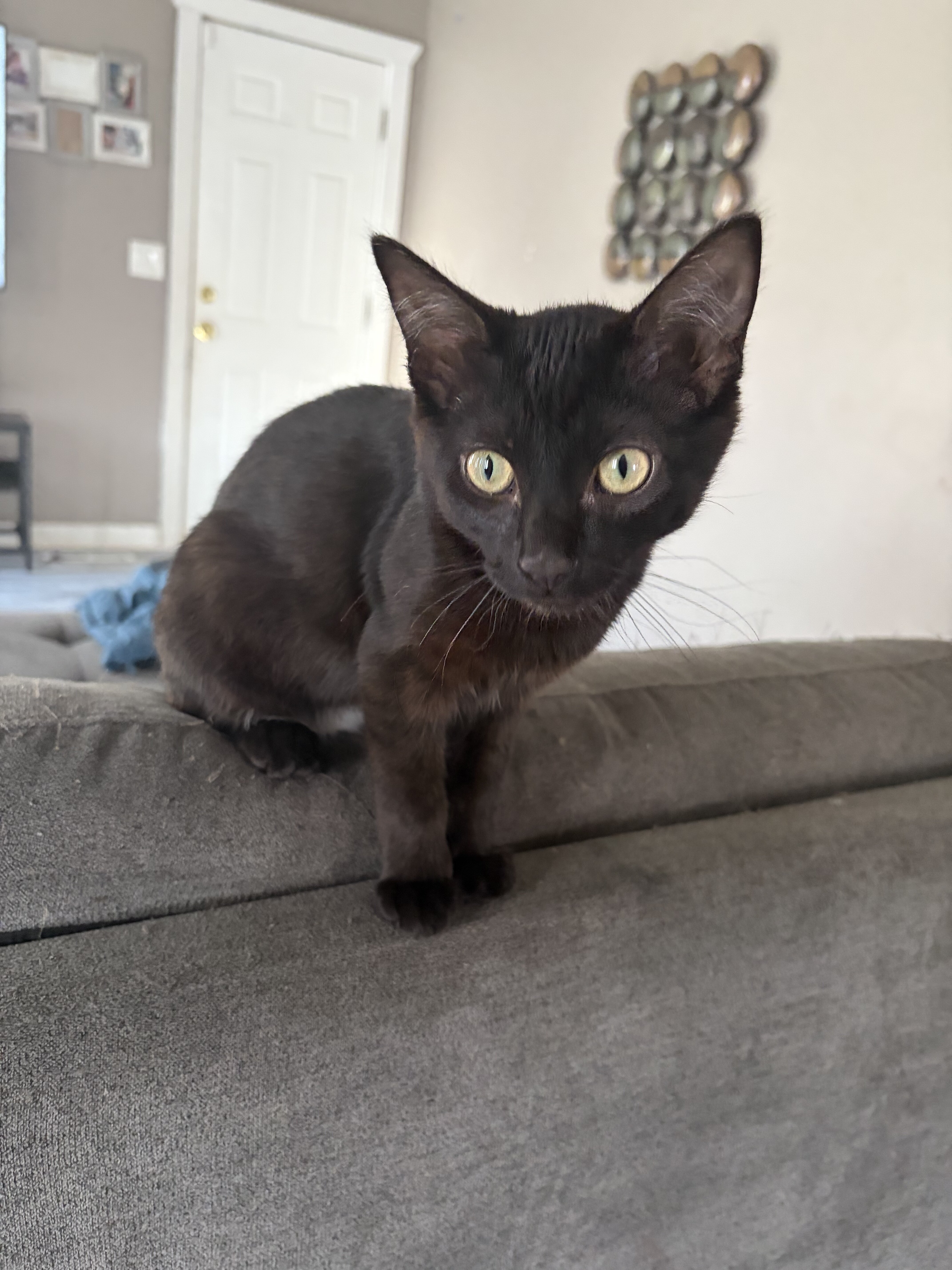5 month black kitten image 2