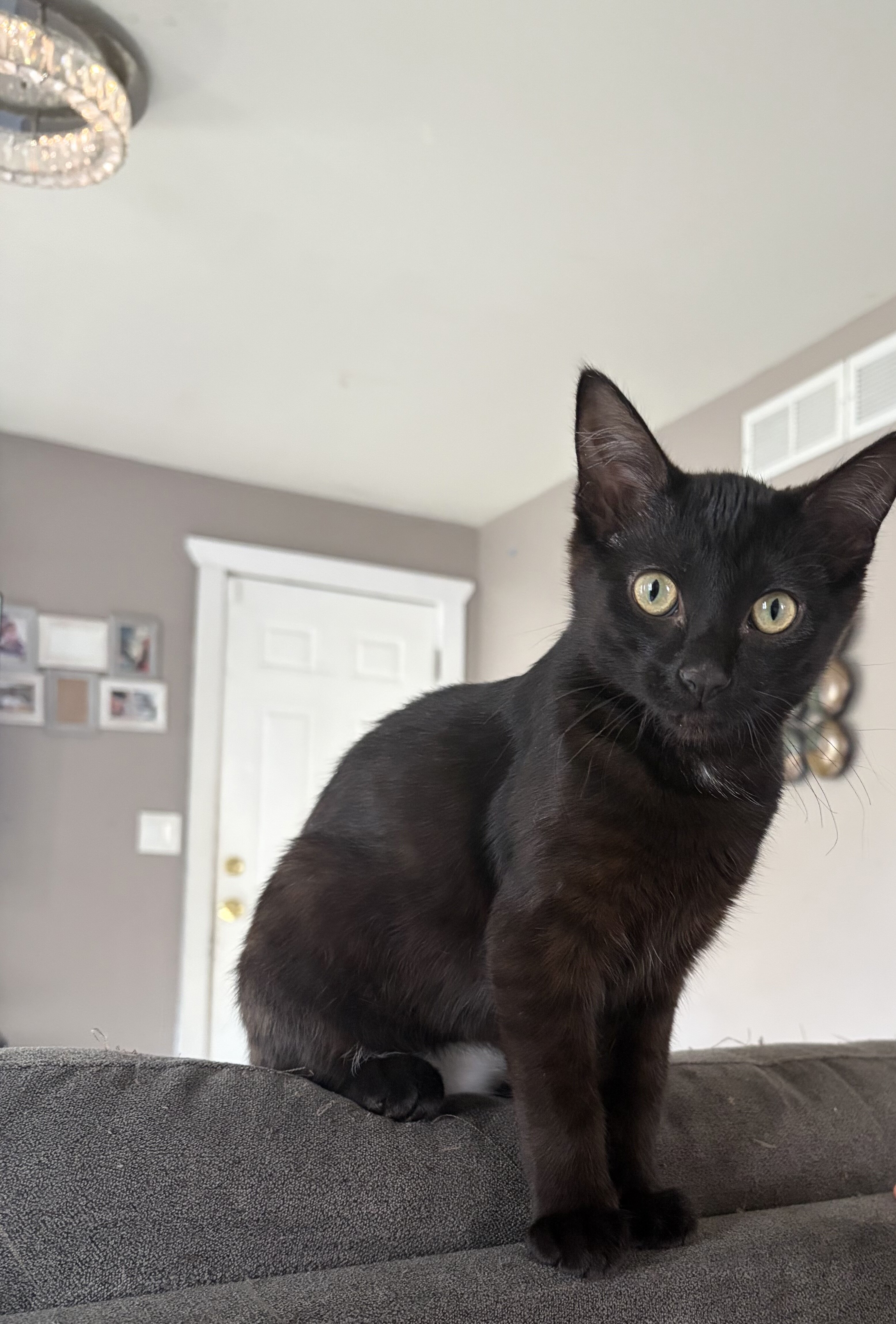 5 month black kitten image 1