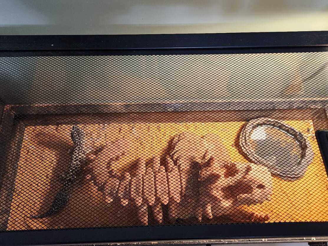 Leopard Gecko image 1