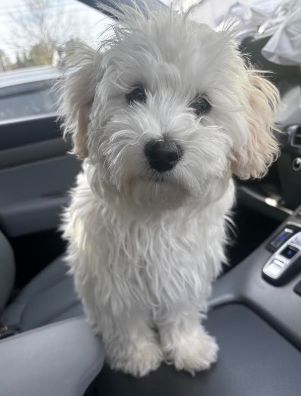 Female Maltipoo 5 Months Old! image 2