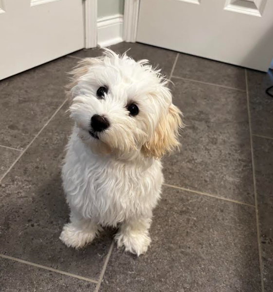 Female Maltipoo 5 Months Old! image 3