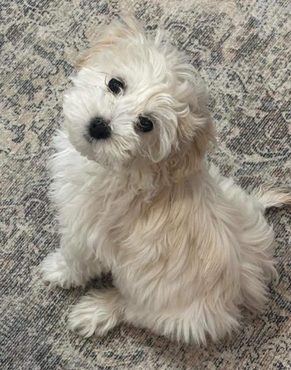 Female Maltipoo 5 Months Old! image 4