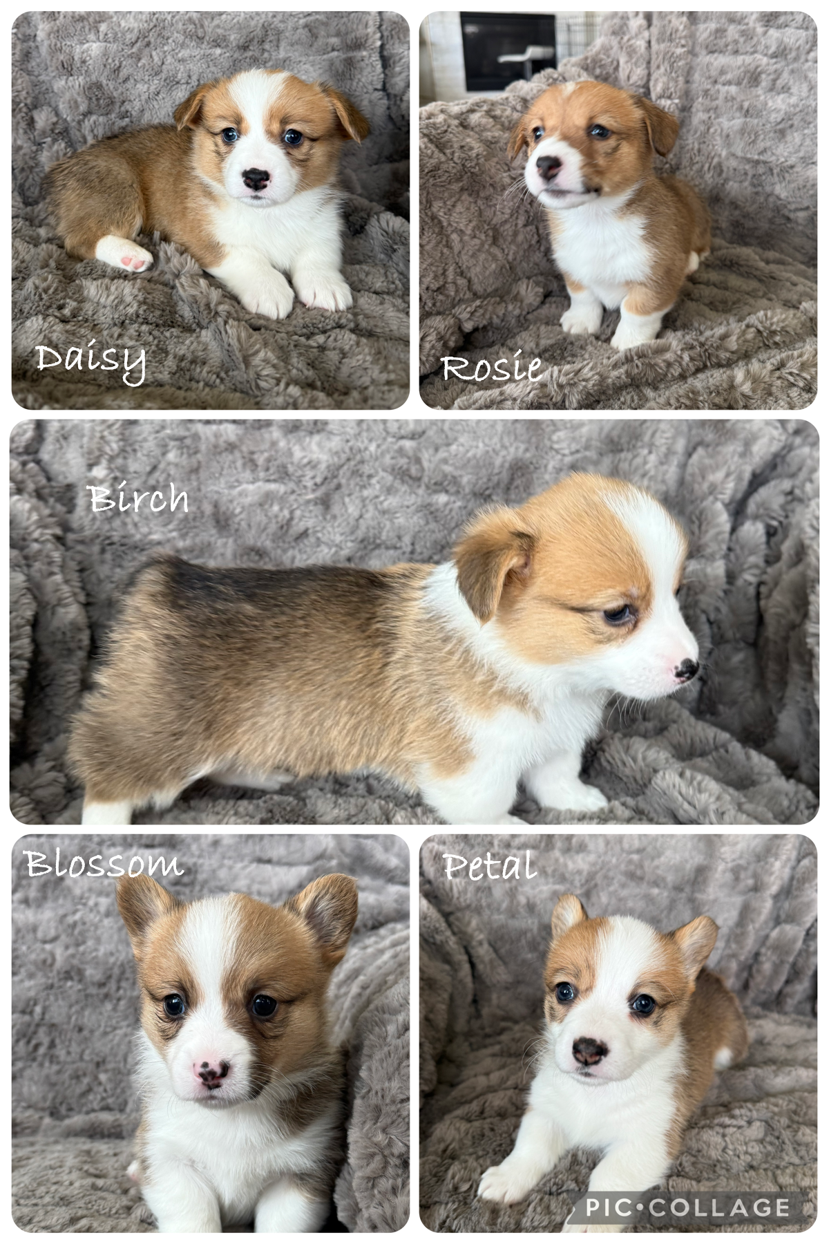 AKC Registered Pembroke Welsh Corgis image 8