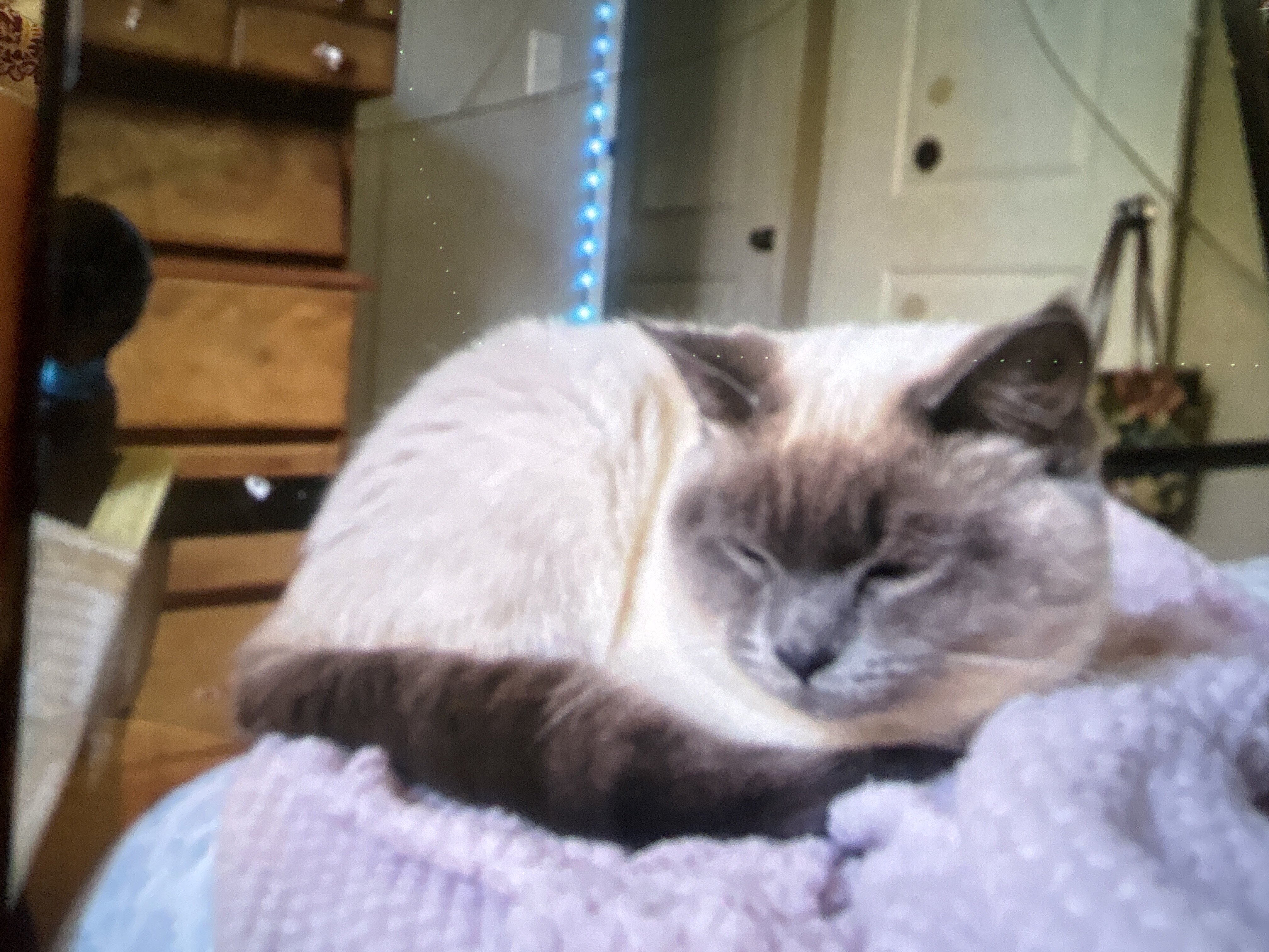 Male Siamese coon kitten image 2