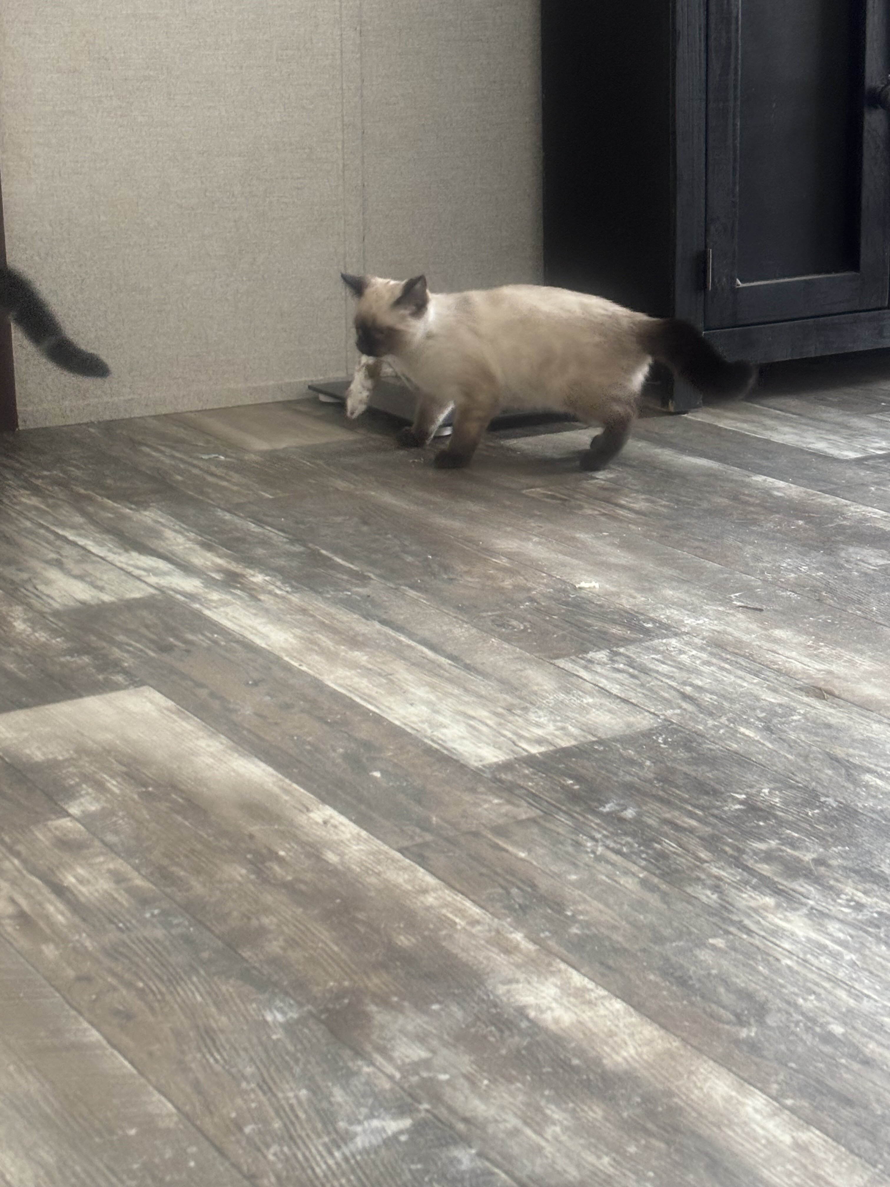 Male Siamese coon kitten image 1