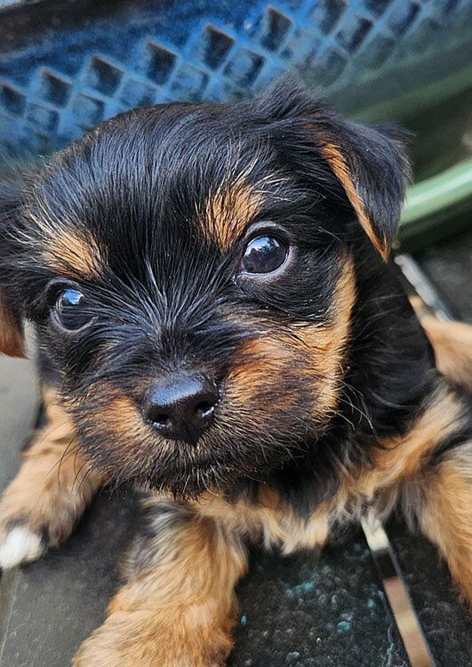Yorkshire Terrier image 2
