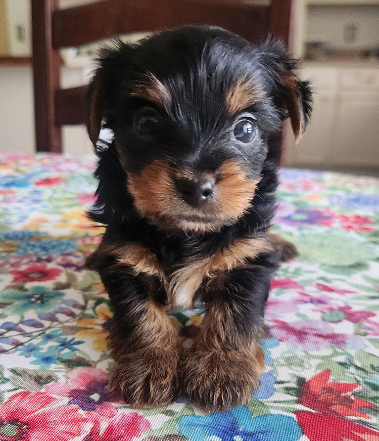 Yorkshire Terrier image 1