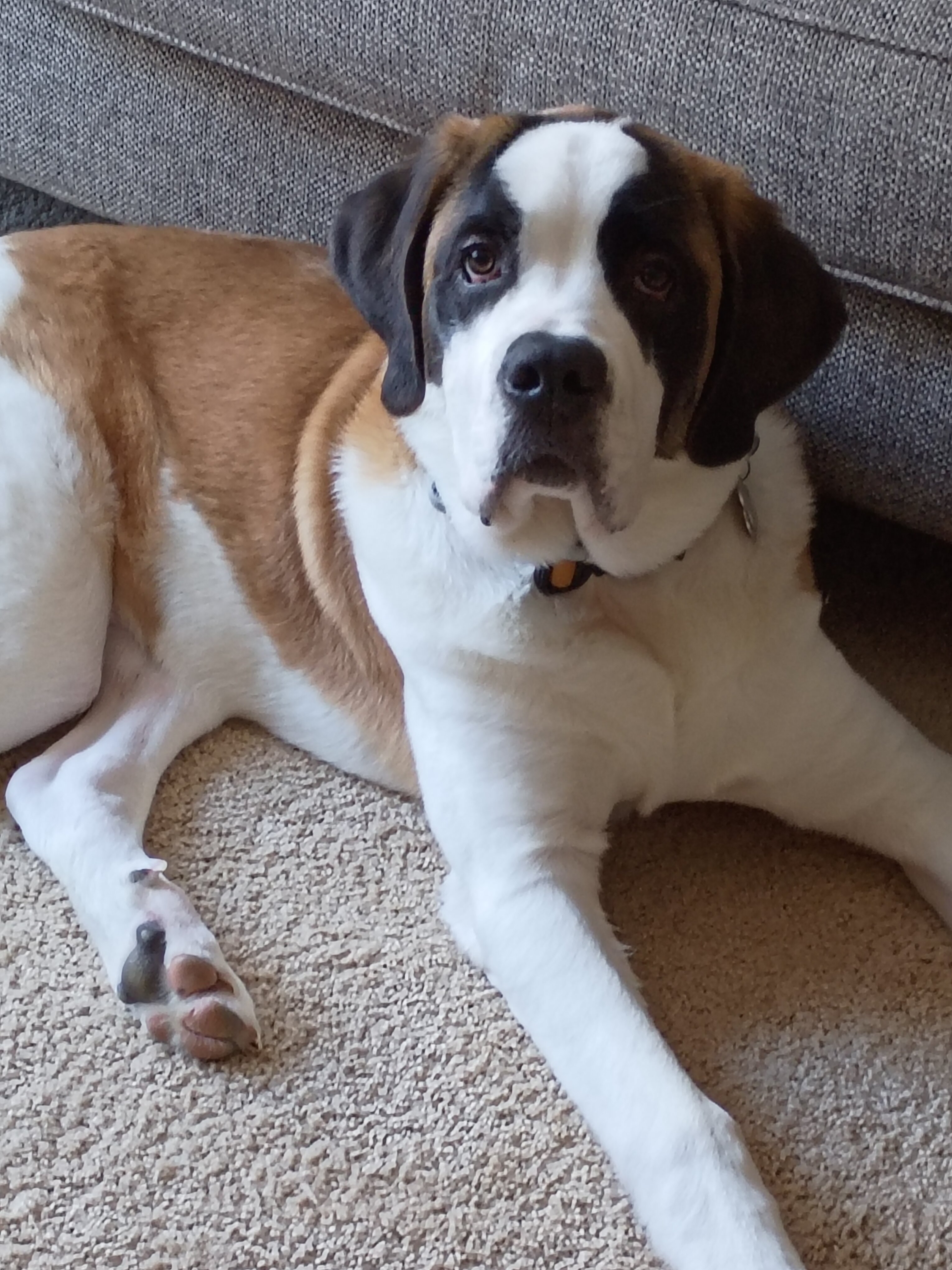 Purebred Saint Bernard image 1