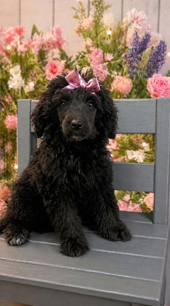 AKC standard poodle-9 week old image 1