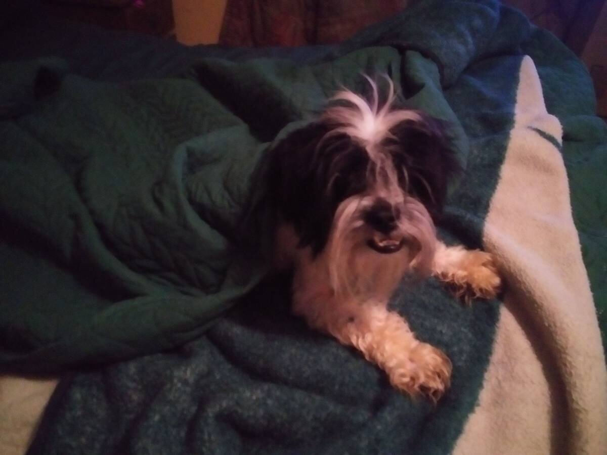 ShihTzu image 7