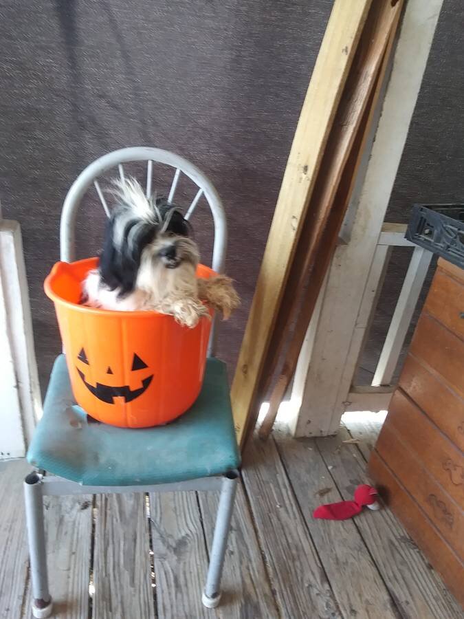 ShihTzu image 5