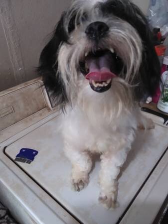 ShihTzu image 6