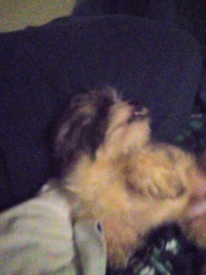 ShihTzu image 3