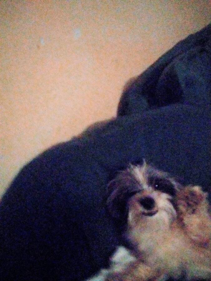 ShihTzu image 4