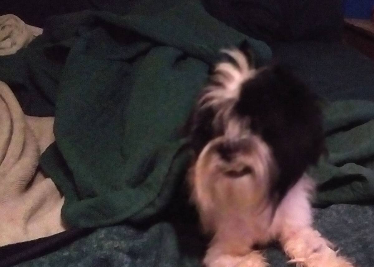 ShihTzu image 2