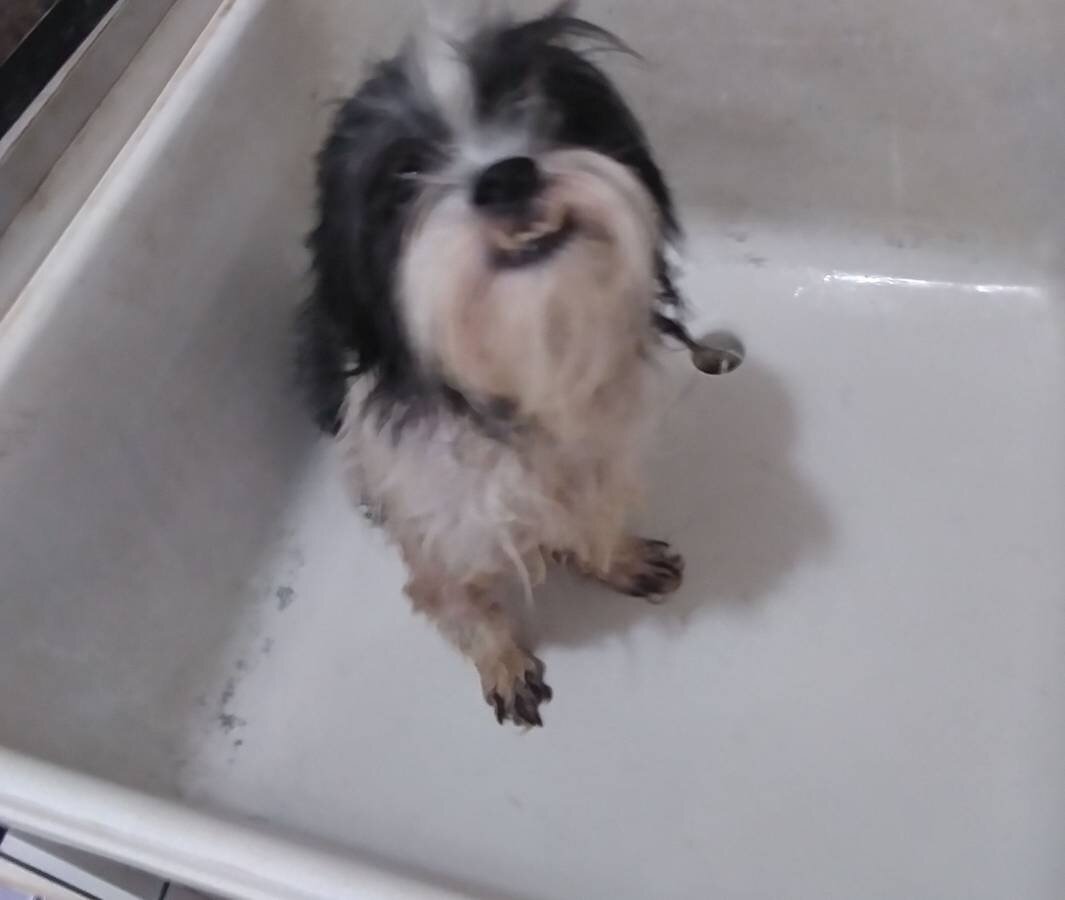ShihTzu image 1