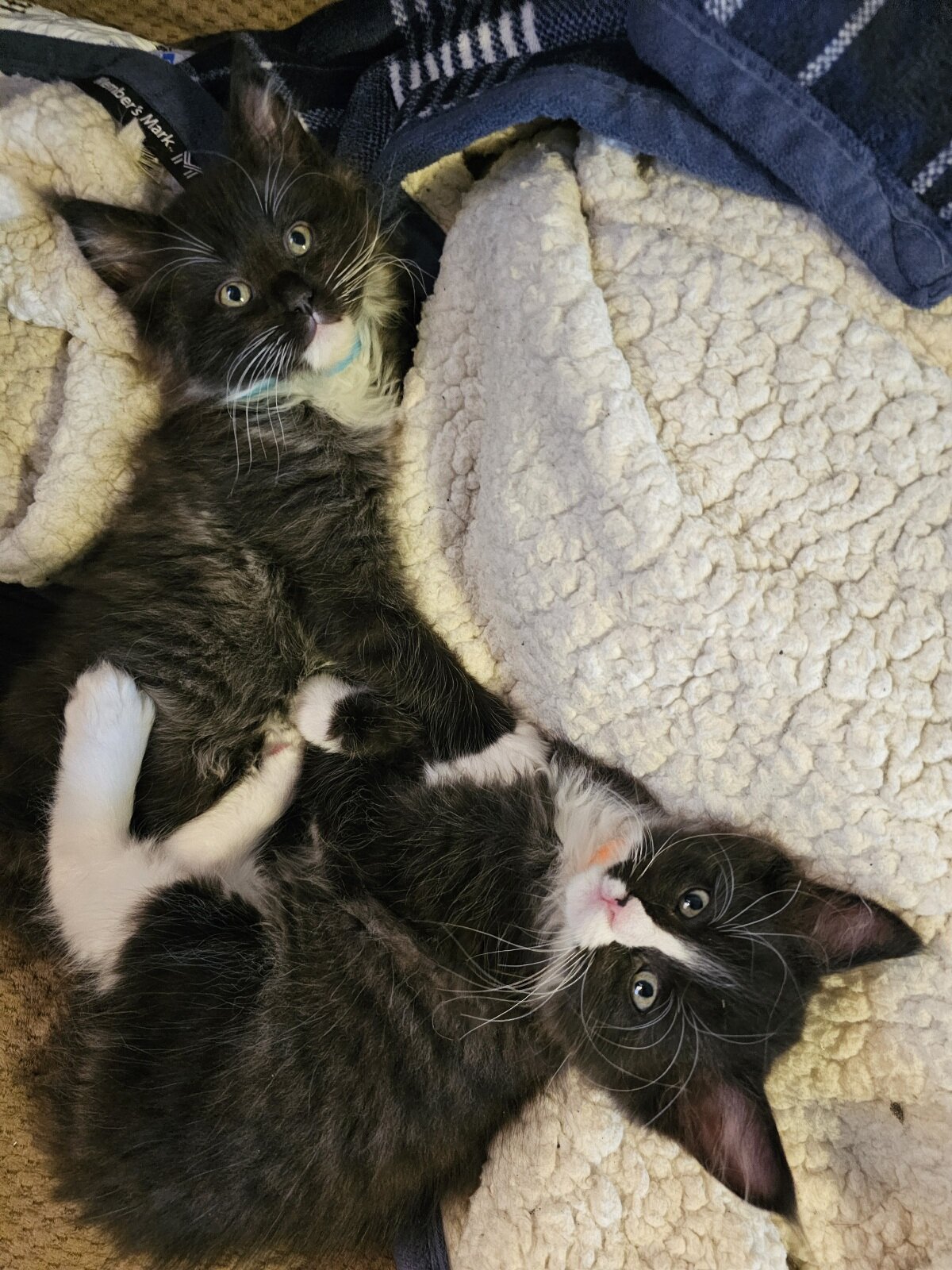 Maine Coon Ragdoll Mix Kittens image 1
