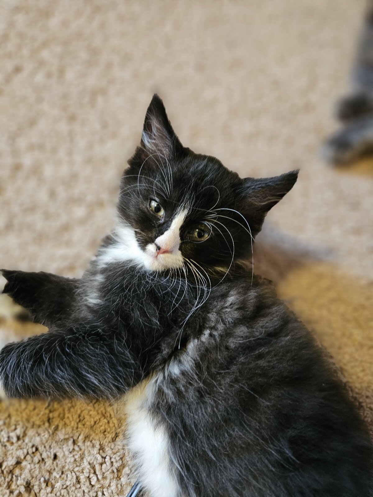 Maine Coon Ragdoll Mix Kittens image 2