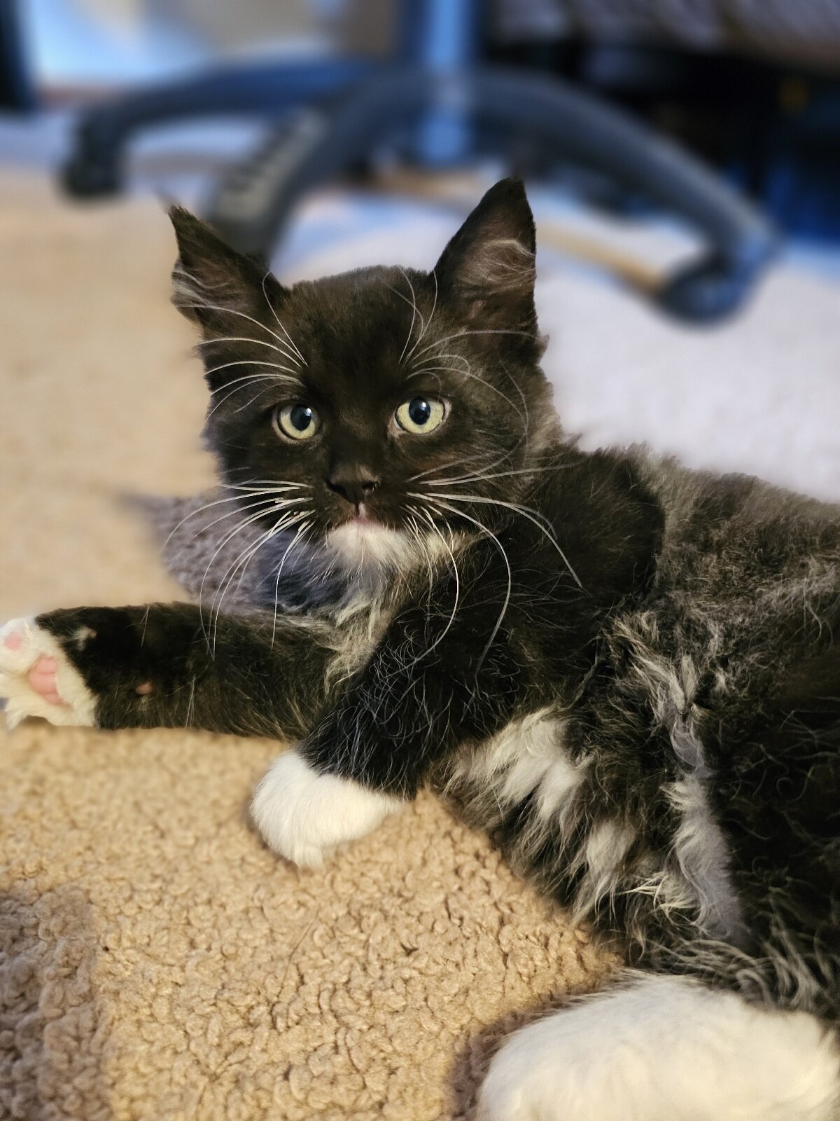 Maine Coon Ragdoll Mix Kittens image 3