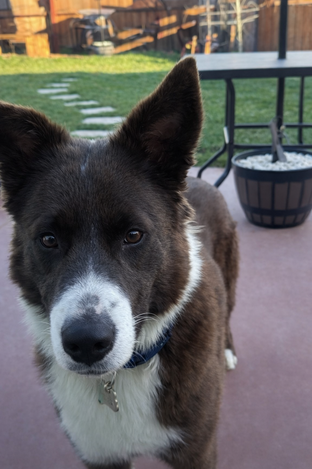 German shepherd/ mini Australian Shepard image 1