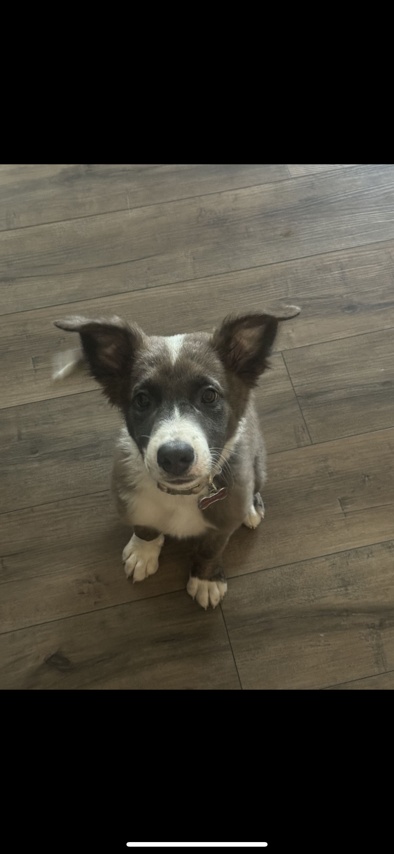 German shepherd/ mini Australian Shepard image 4