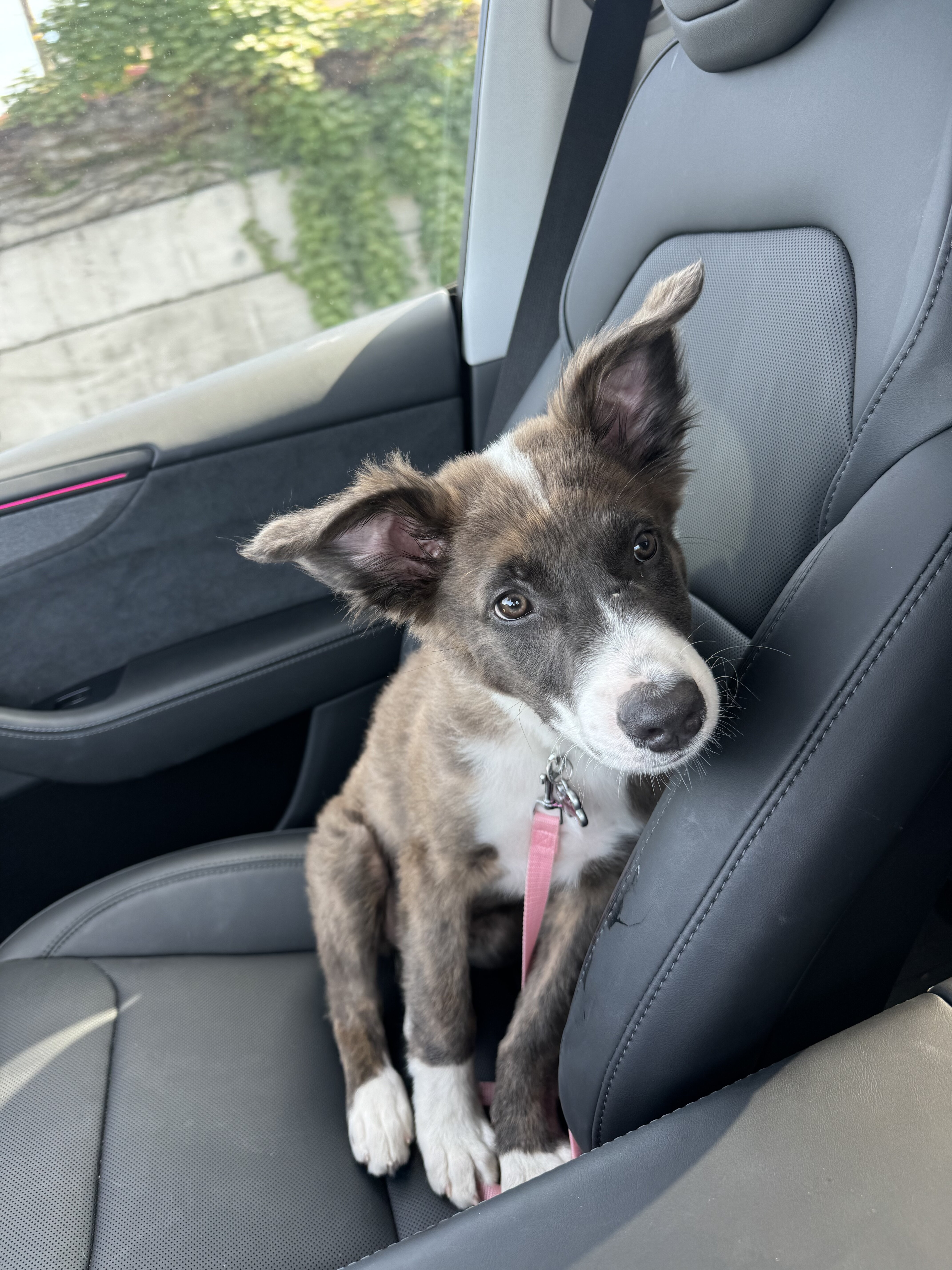 German shepherd/ mini Australian Shepard image 3