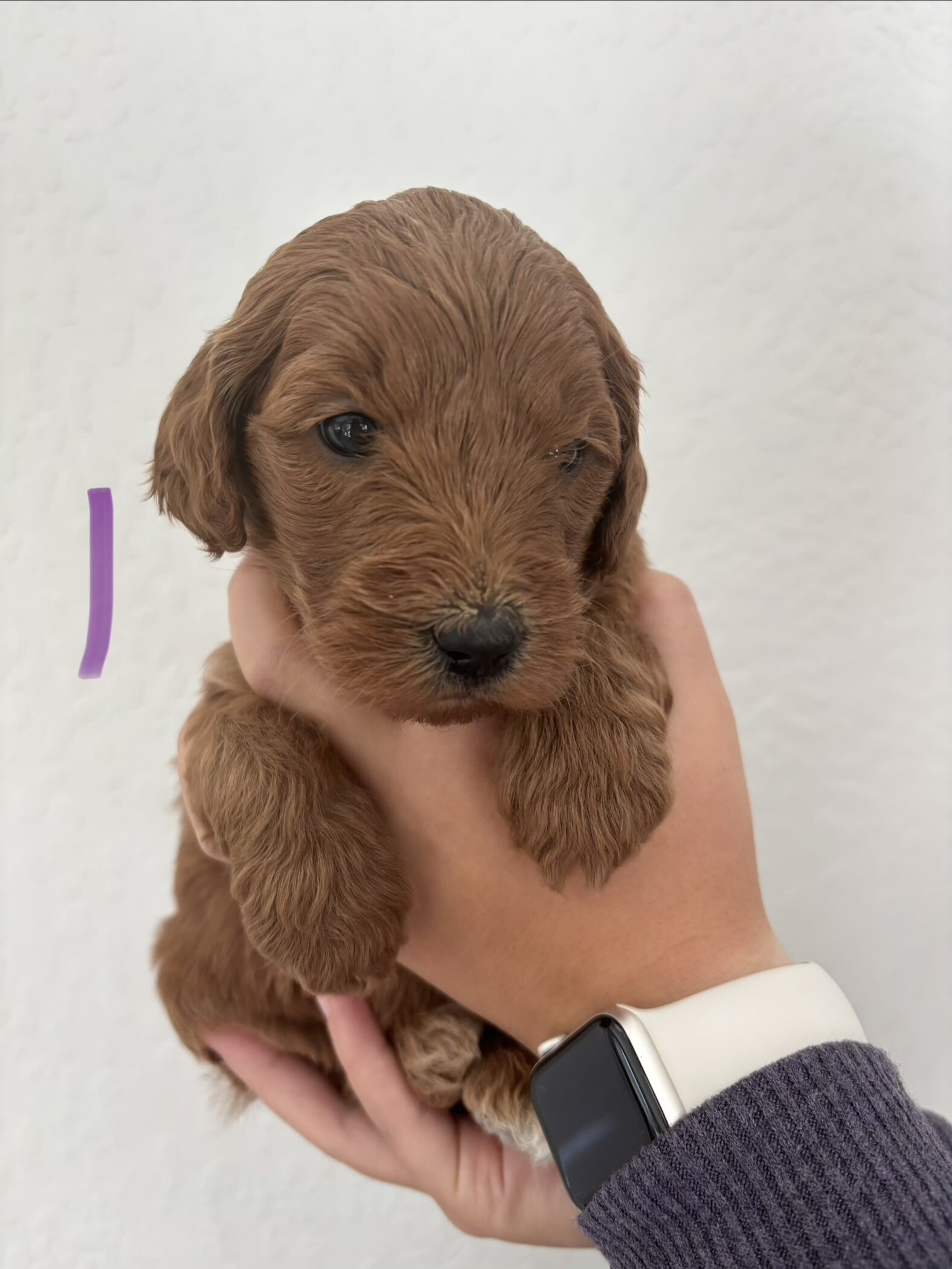 F1b Goldendoodle Puppies image 7