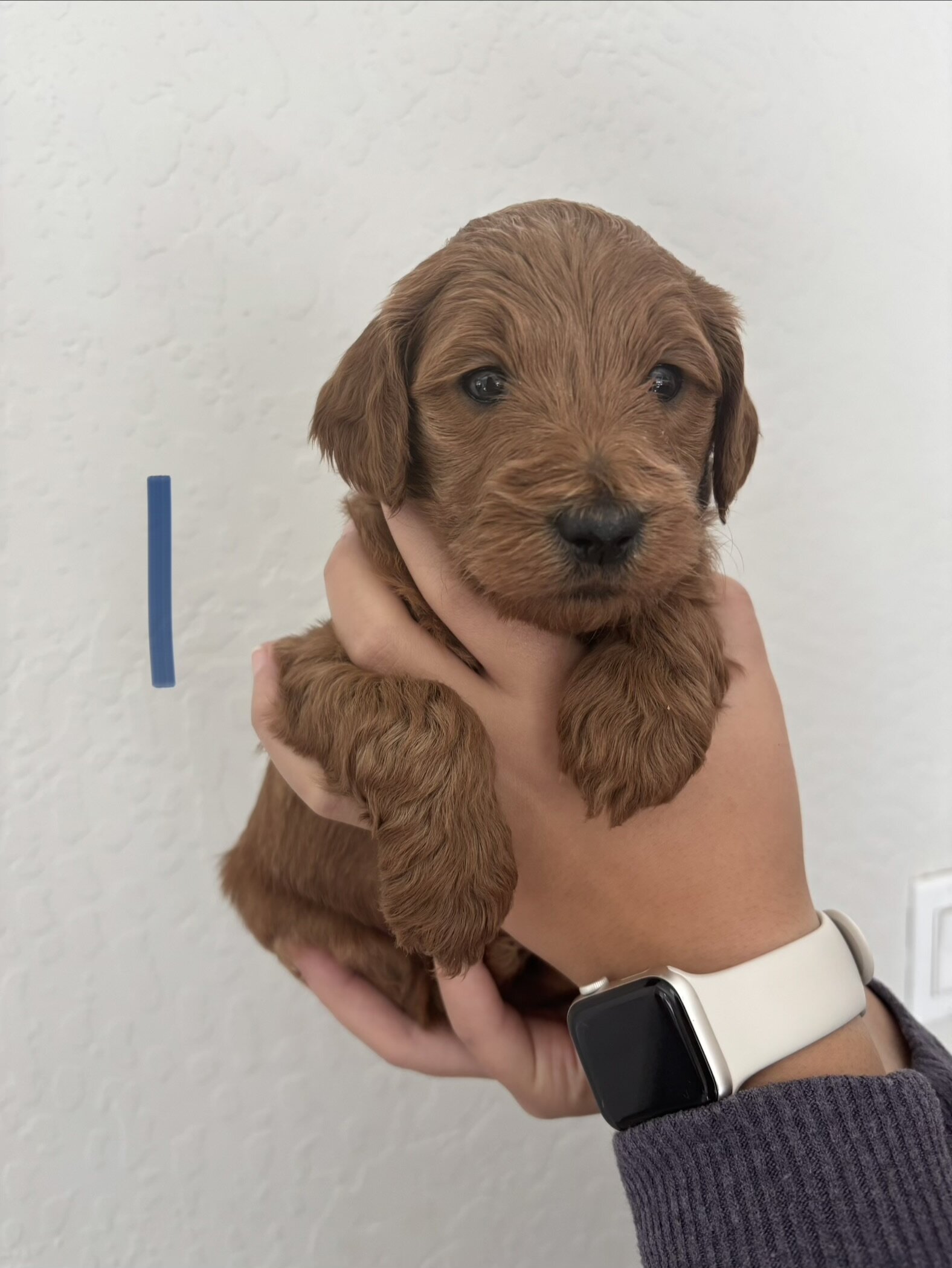 F1b Goldendoodle Puppies image 9