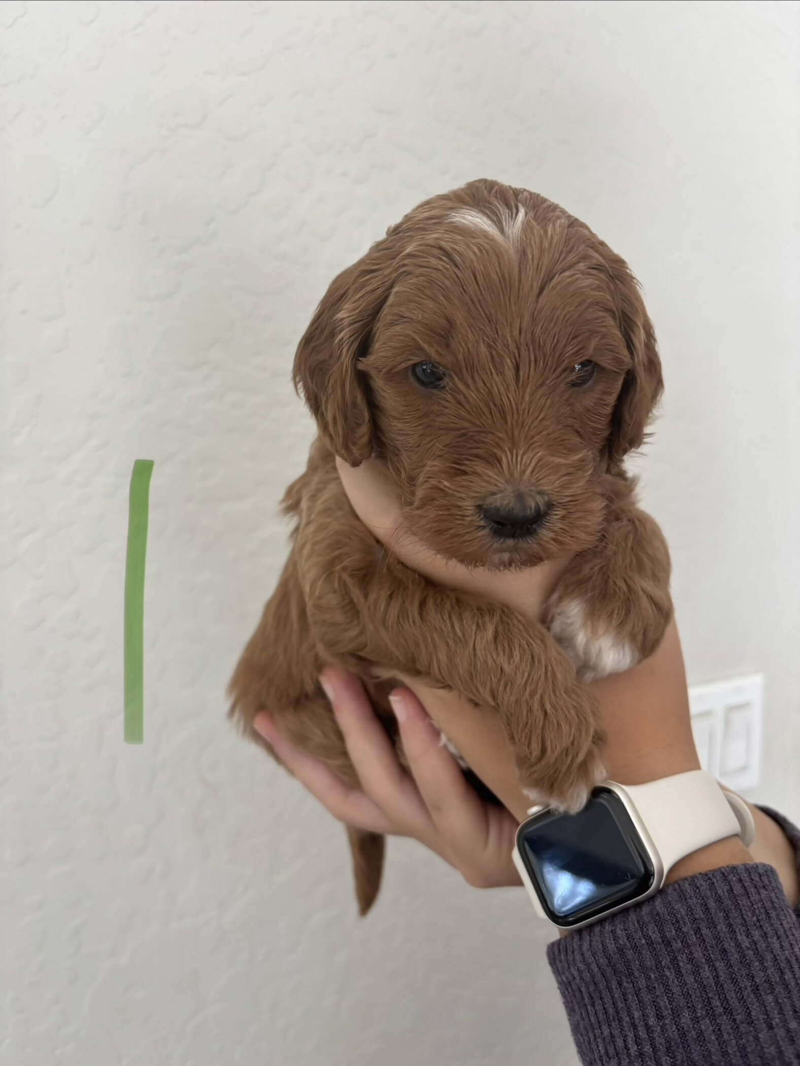 F1b Goldendoodle Puppies image 6