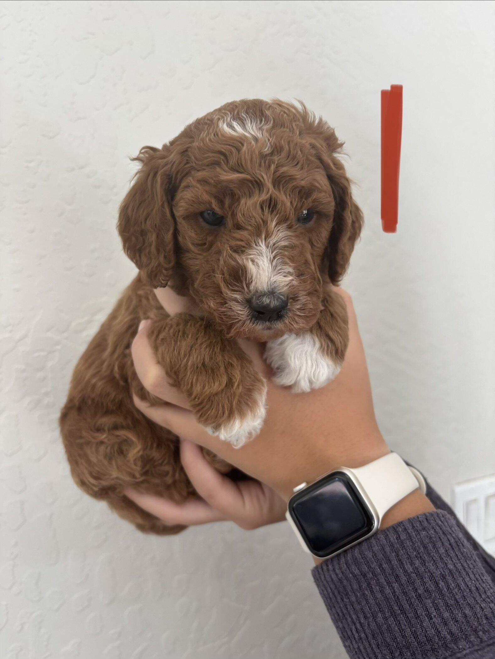 F1b Goldendoodle Puppies image 8