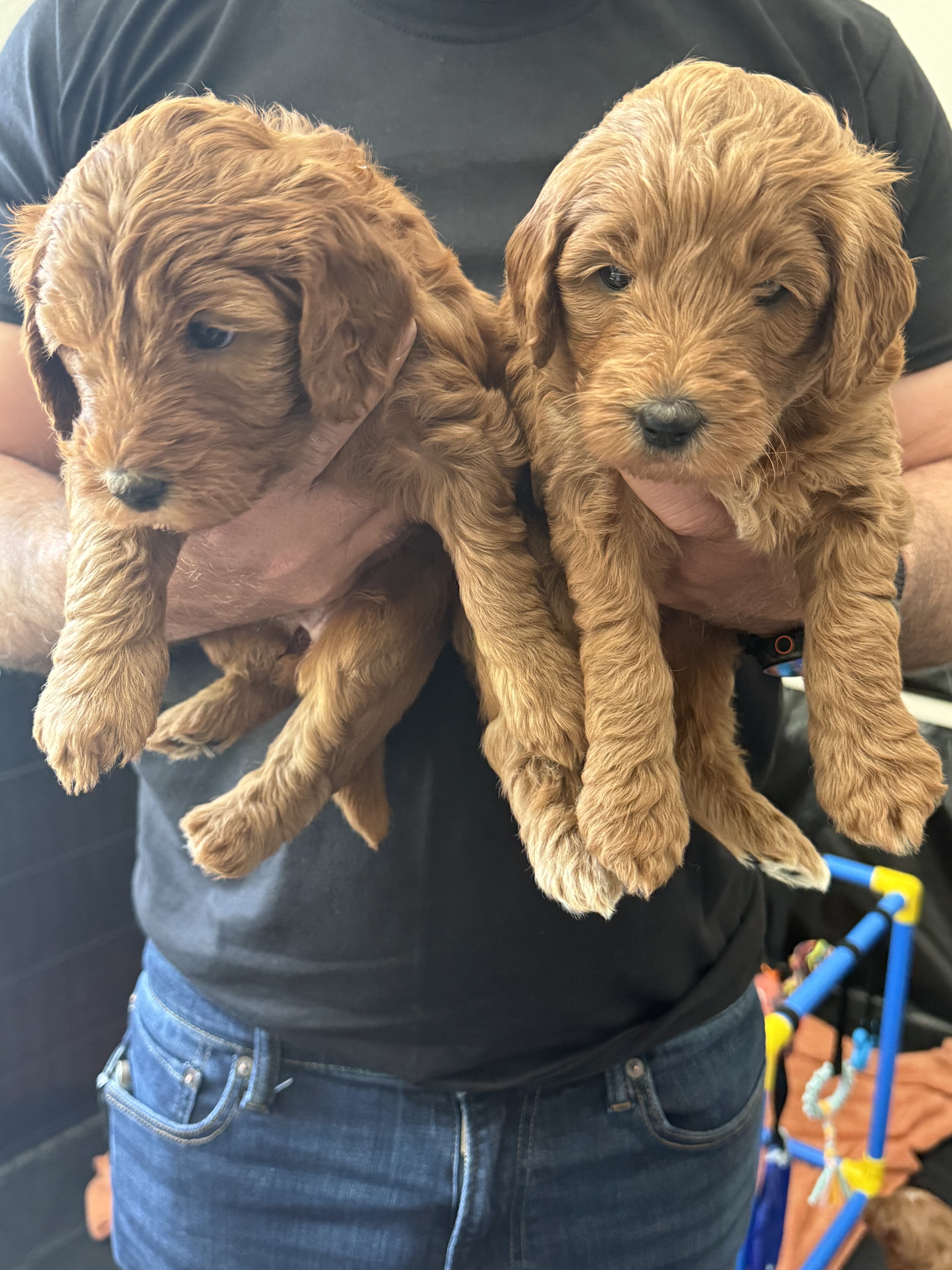 F1b Goldendoodle Puppies image 1