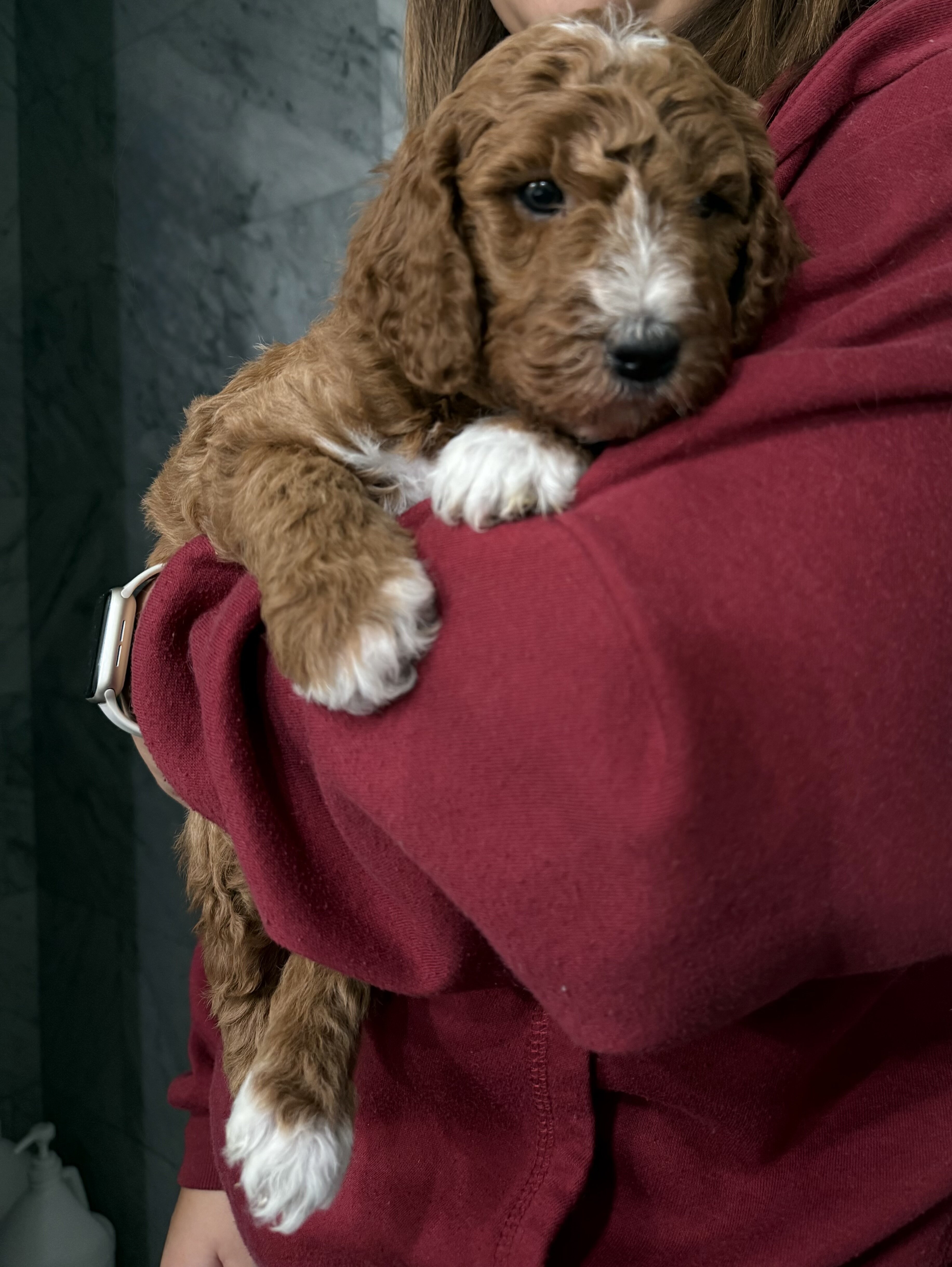 F1b Goldendoodle Puppies image 2