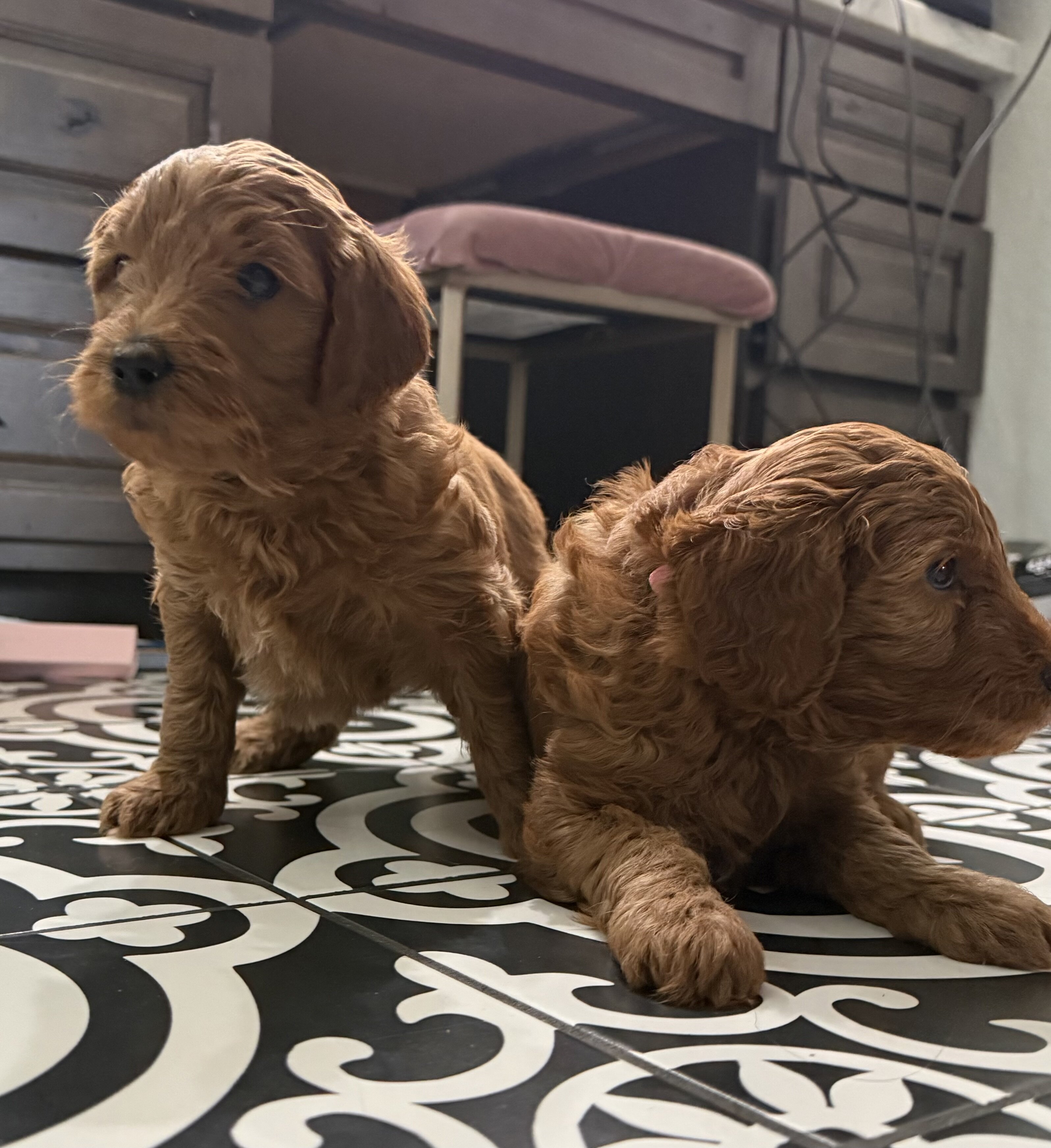 F1b Goldendoodle Puppies image 3