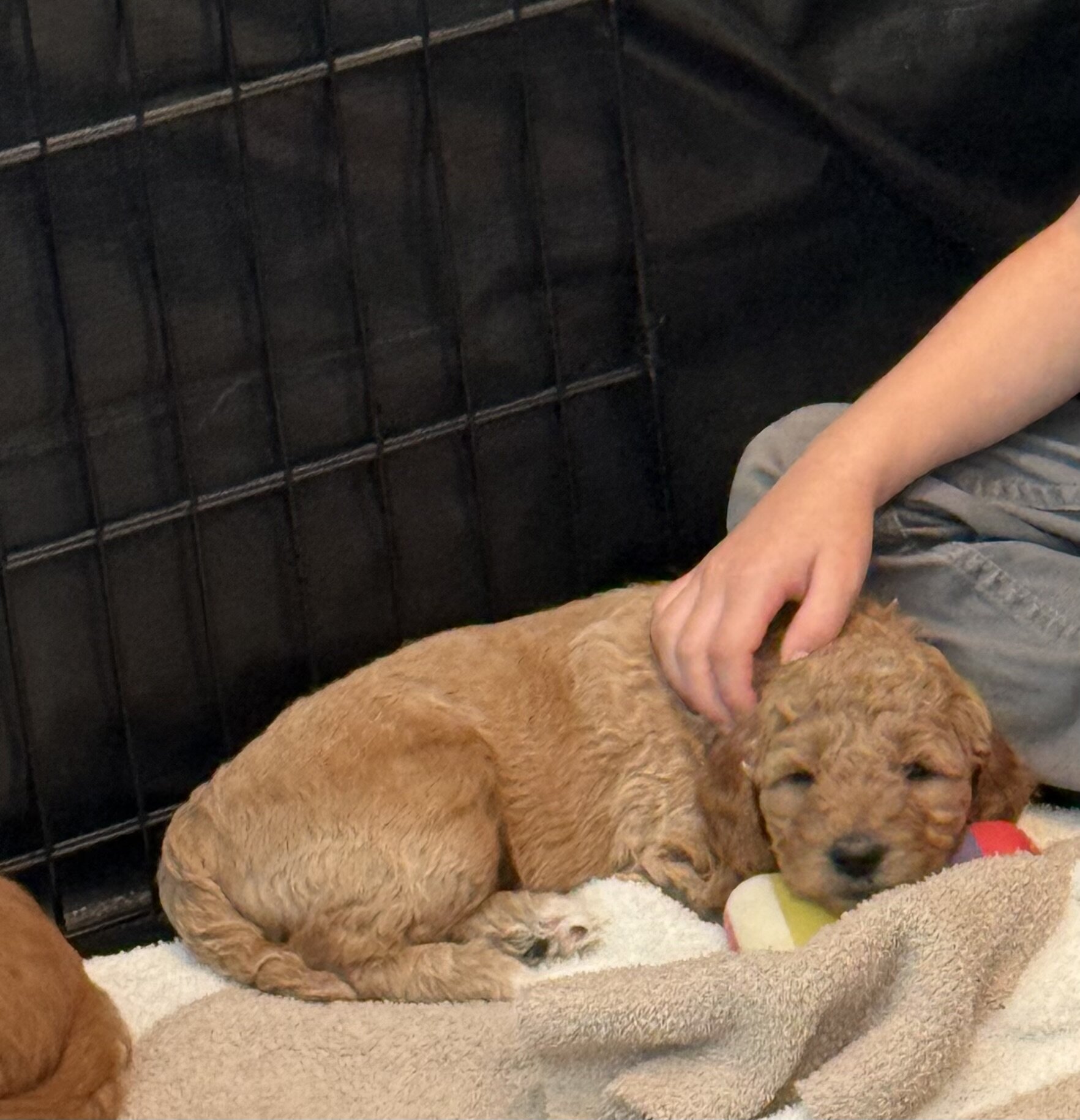 F1b Goldendoodle Puppies image 4