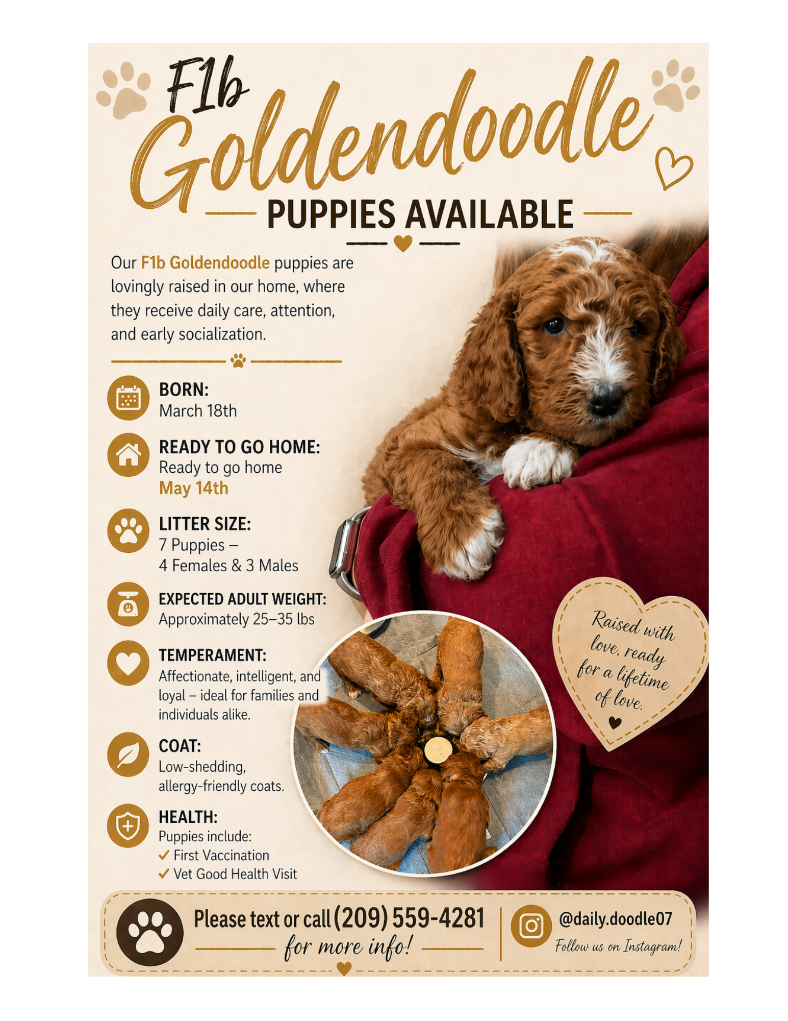 F1b Goldendoodle Puppies image 5