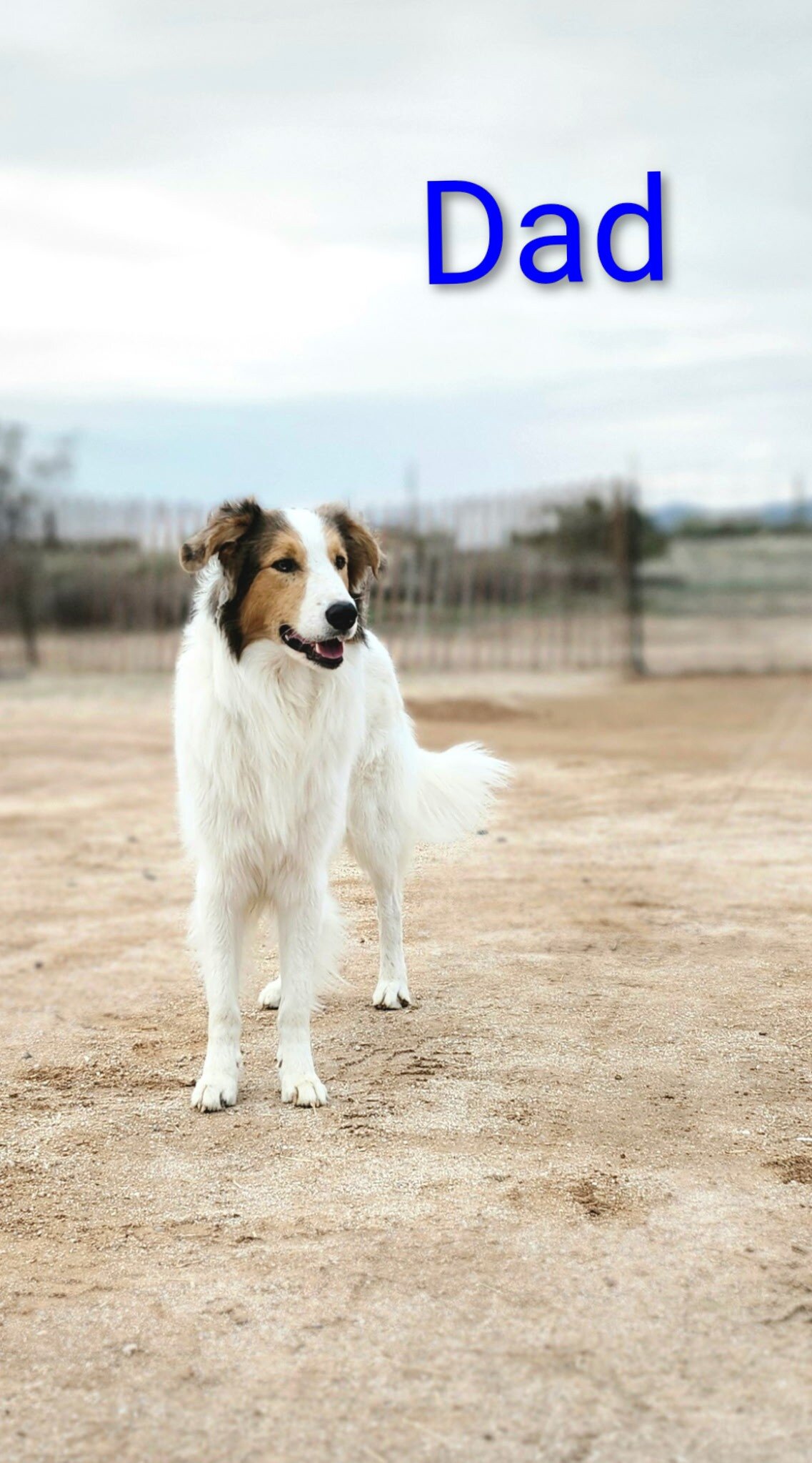 Old Time Scotch Collie puppies image 2