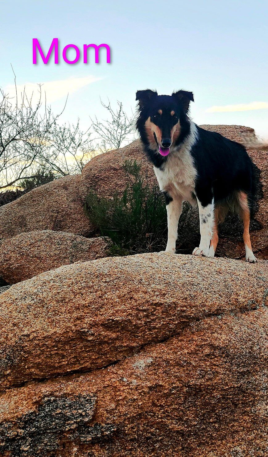 Old Time Scotch Collie puppies image 3
