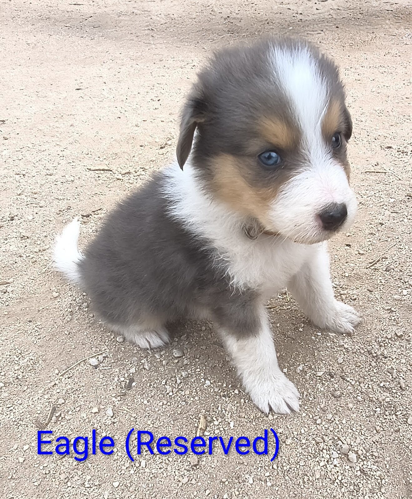 Old Time Scotch Collie puppies image 9