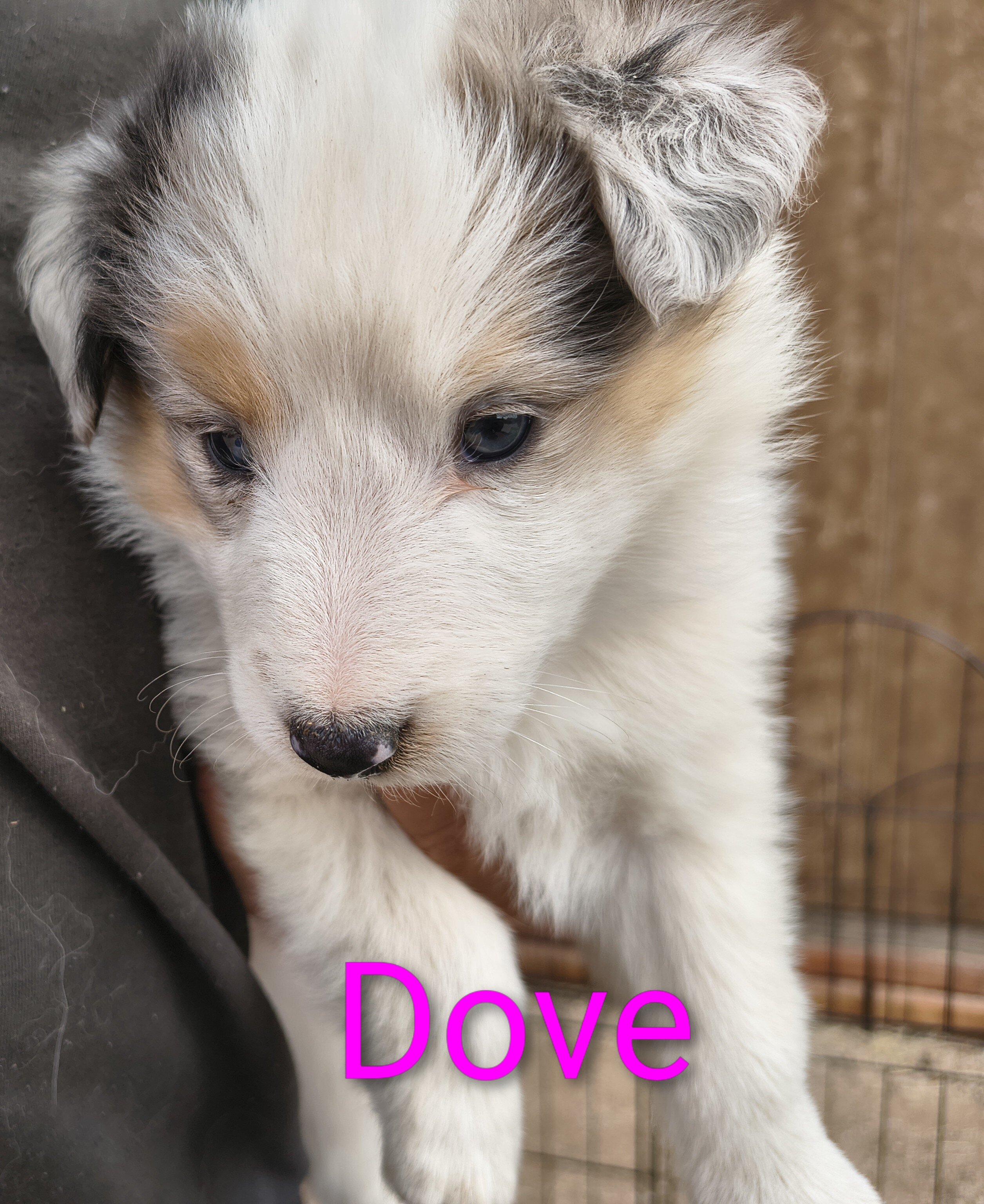 Old Time Scotch Collie puppies image 7