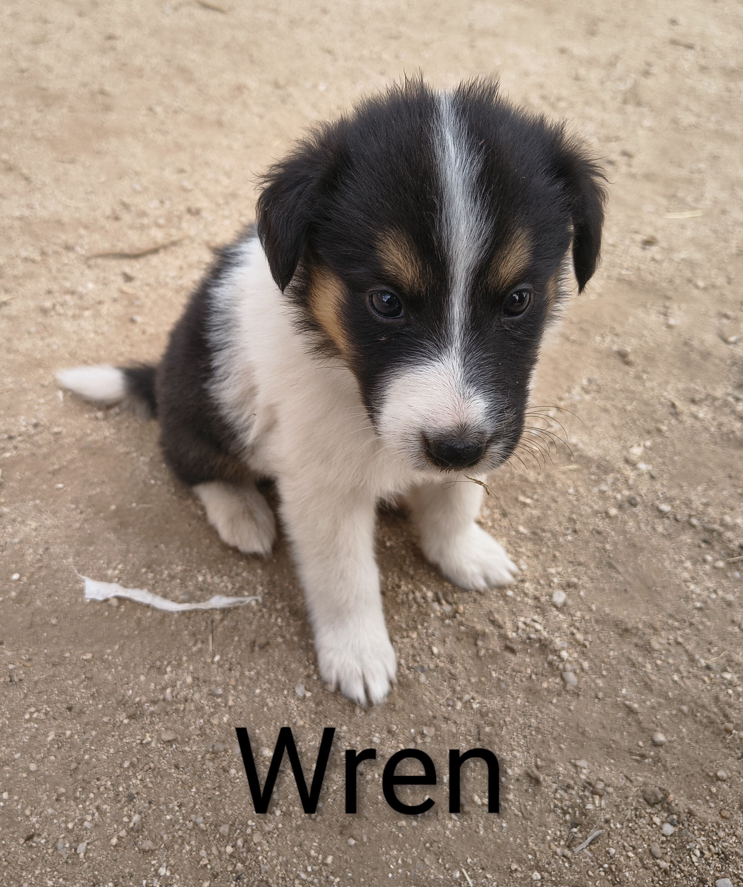 Old Time Scotch Collie puppies image 1