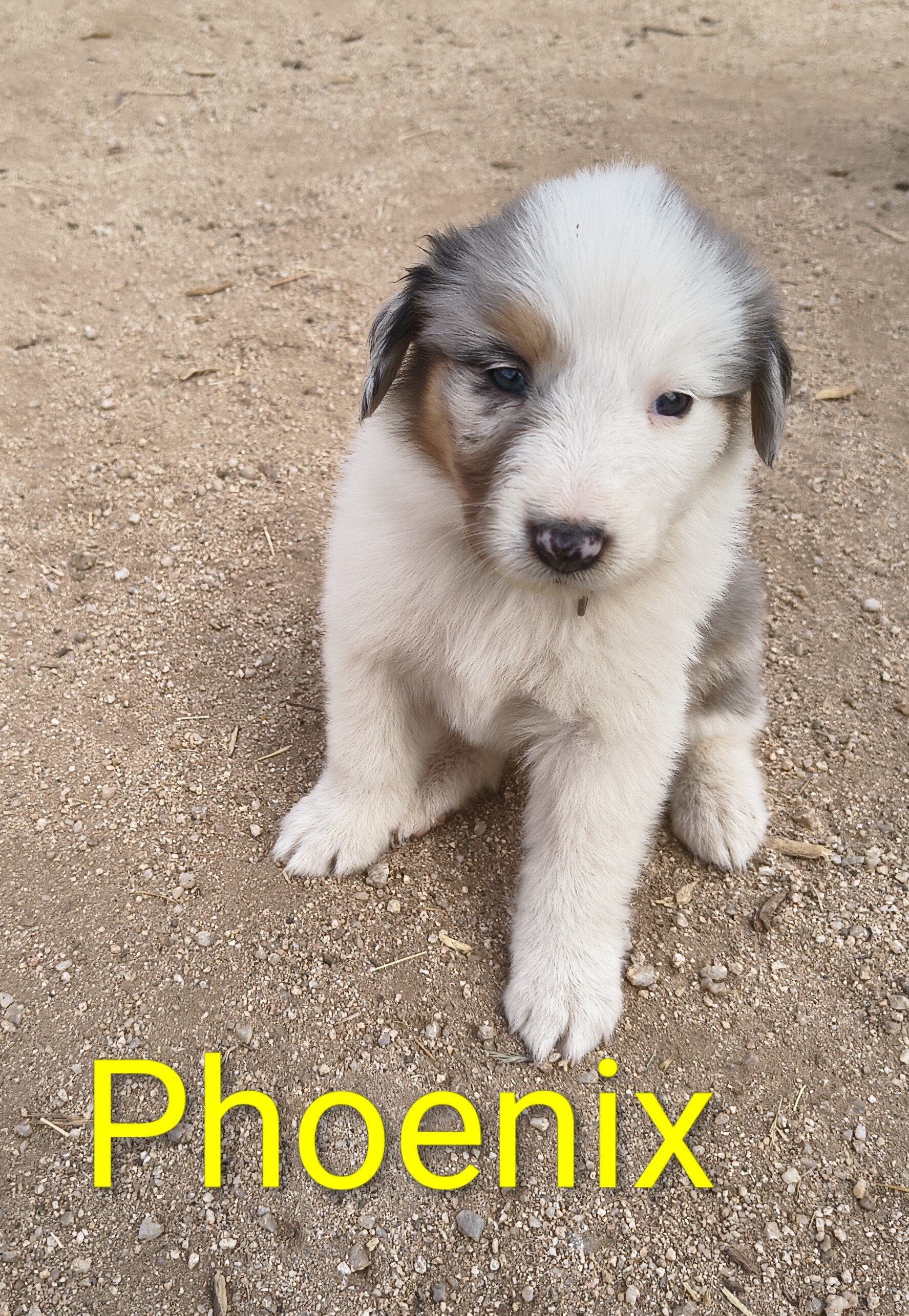 Old Time Scotch Collie puppies image 6