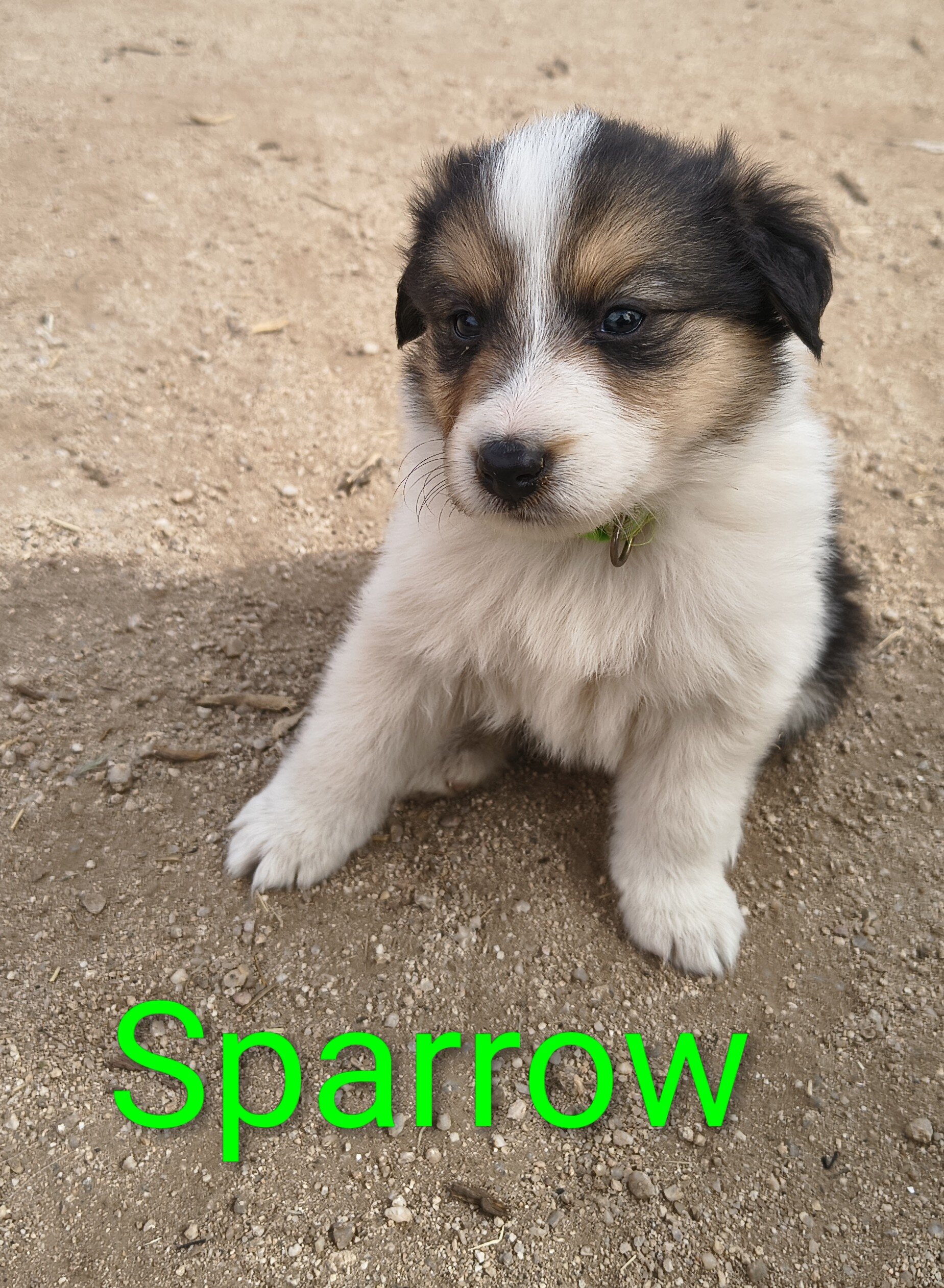 Old Time Scotch Collie puppies image 8