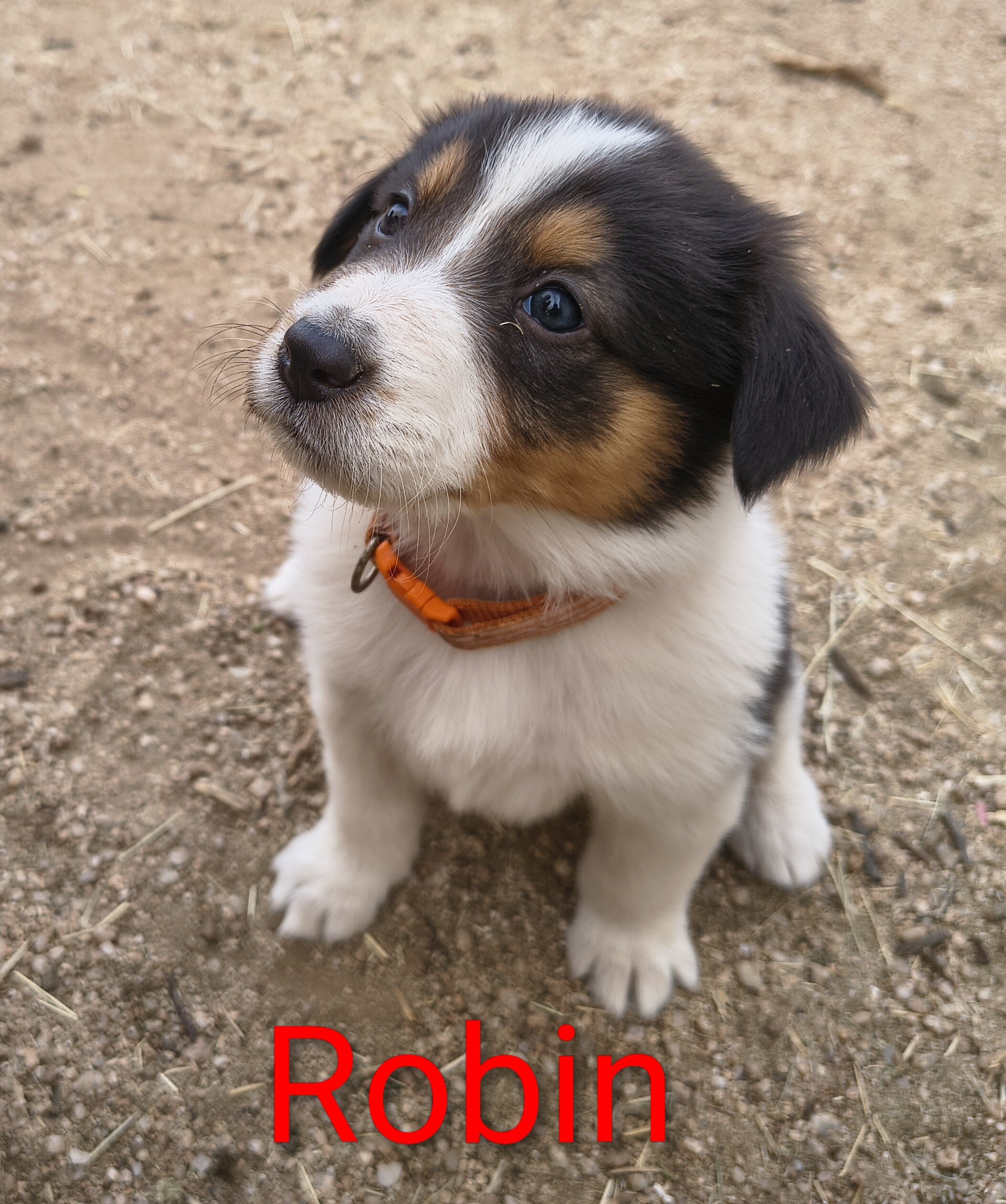 Old Time Scotch Collie puppies image 5