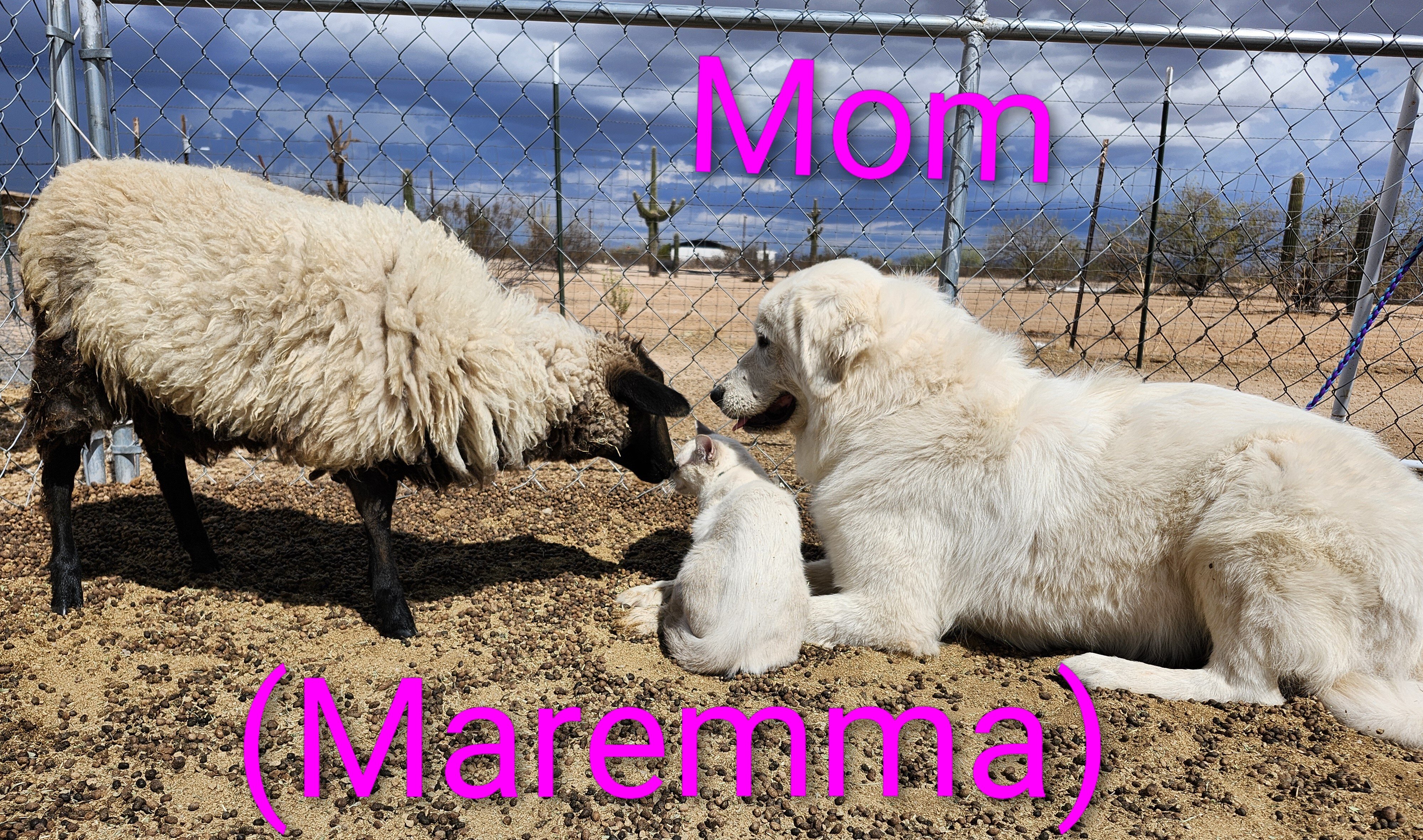 Maremma Sheepdog/ Great Pyrenees image 6