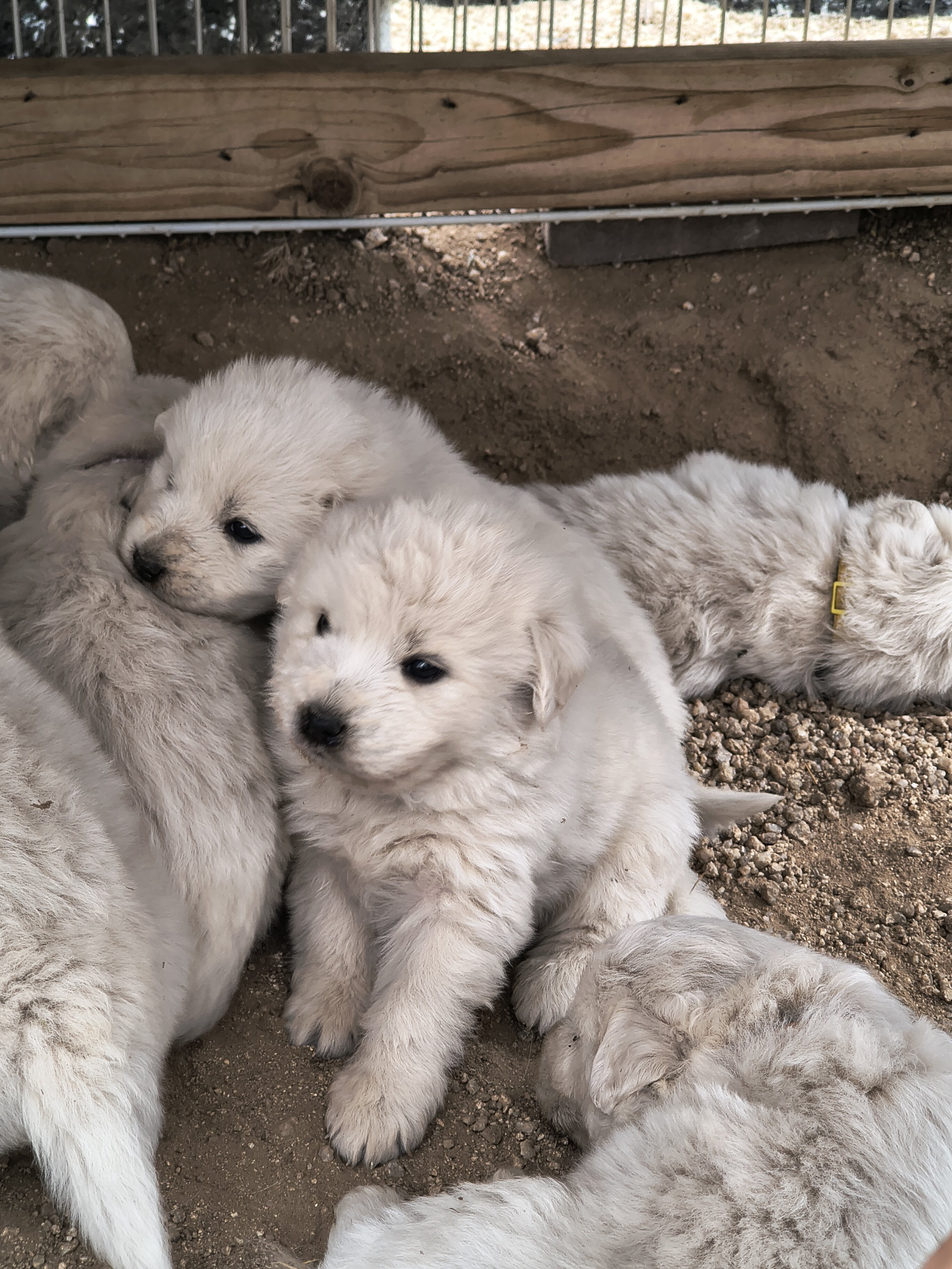 Maremma Sheepdog/ Great Pyrenees image 7