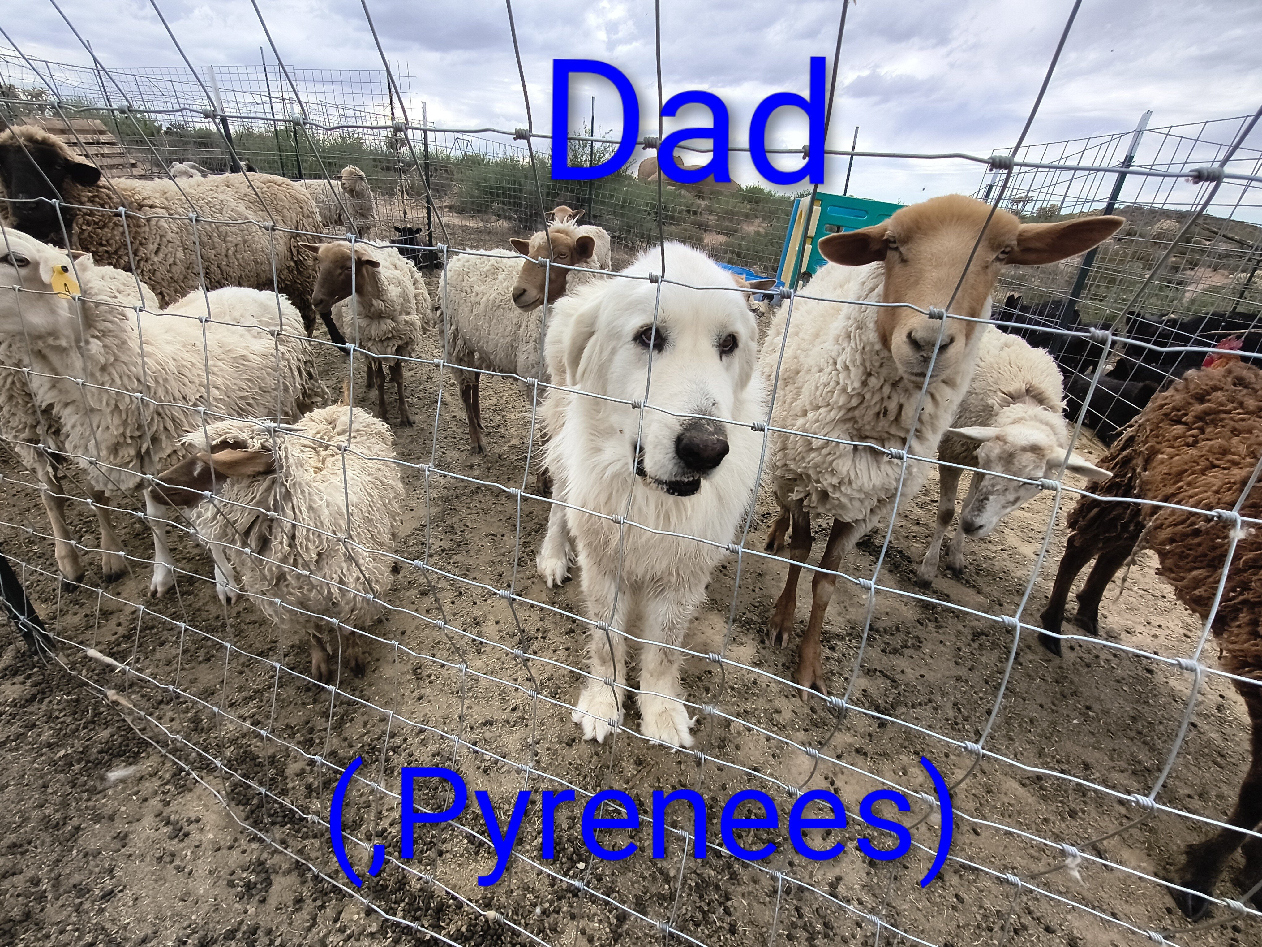 Maremma Sheepdog/ Great Pyrenees image 5