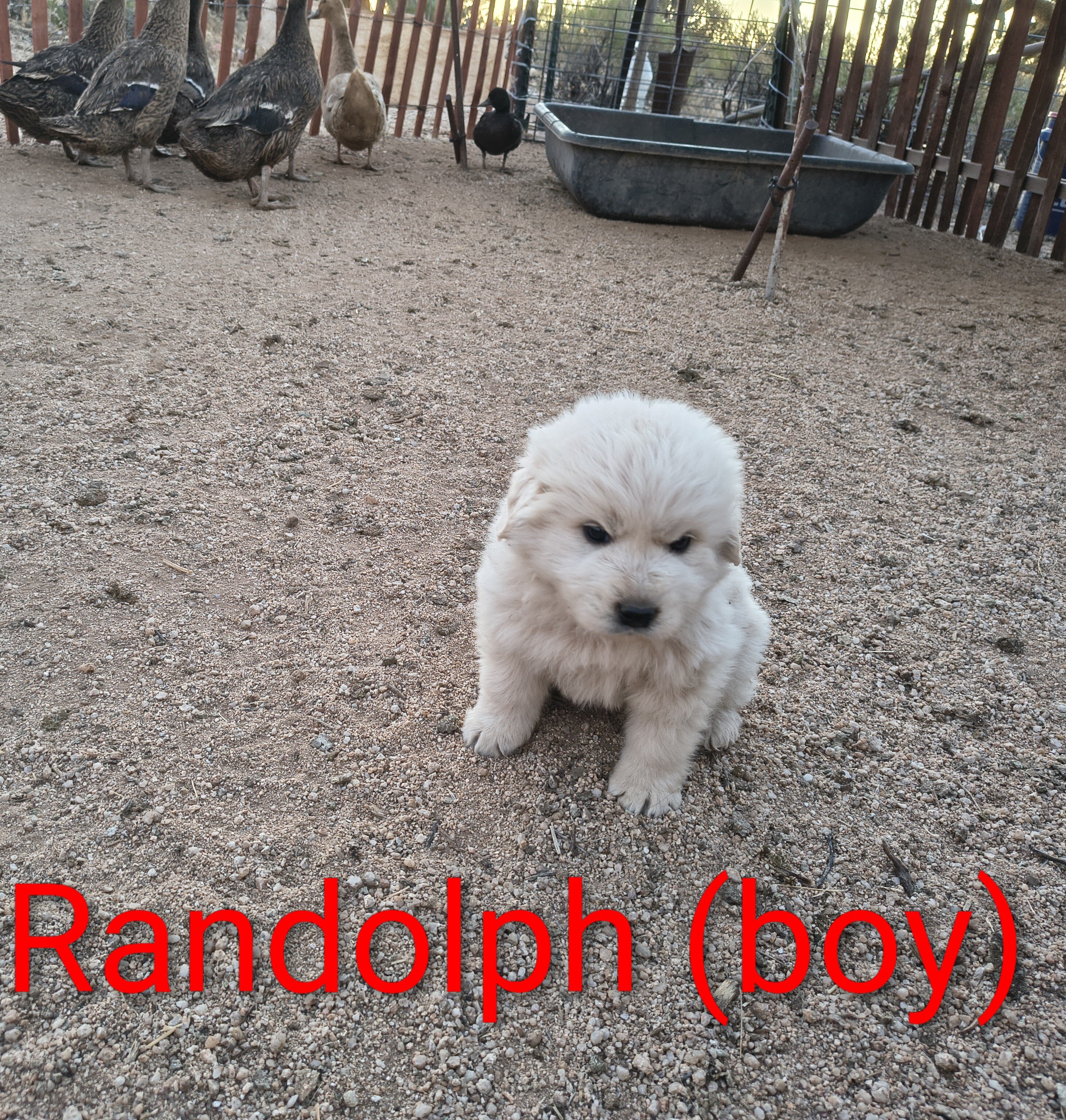Maremma Sheepdog/ Great Pyrenees image 2