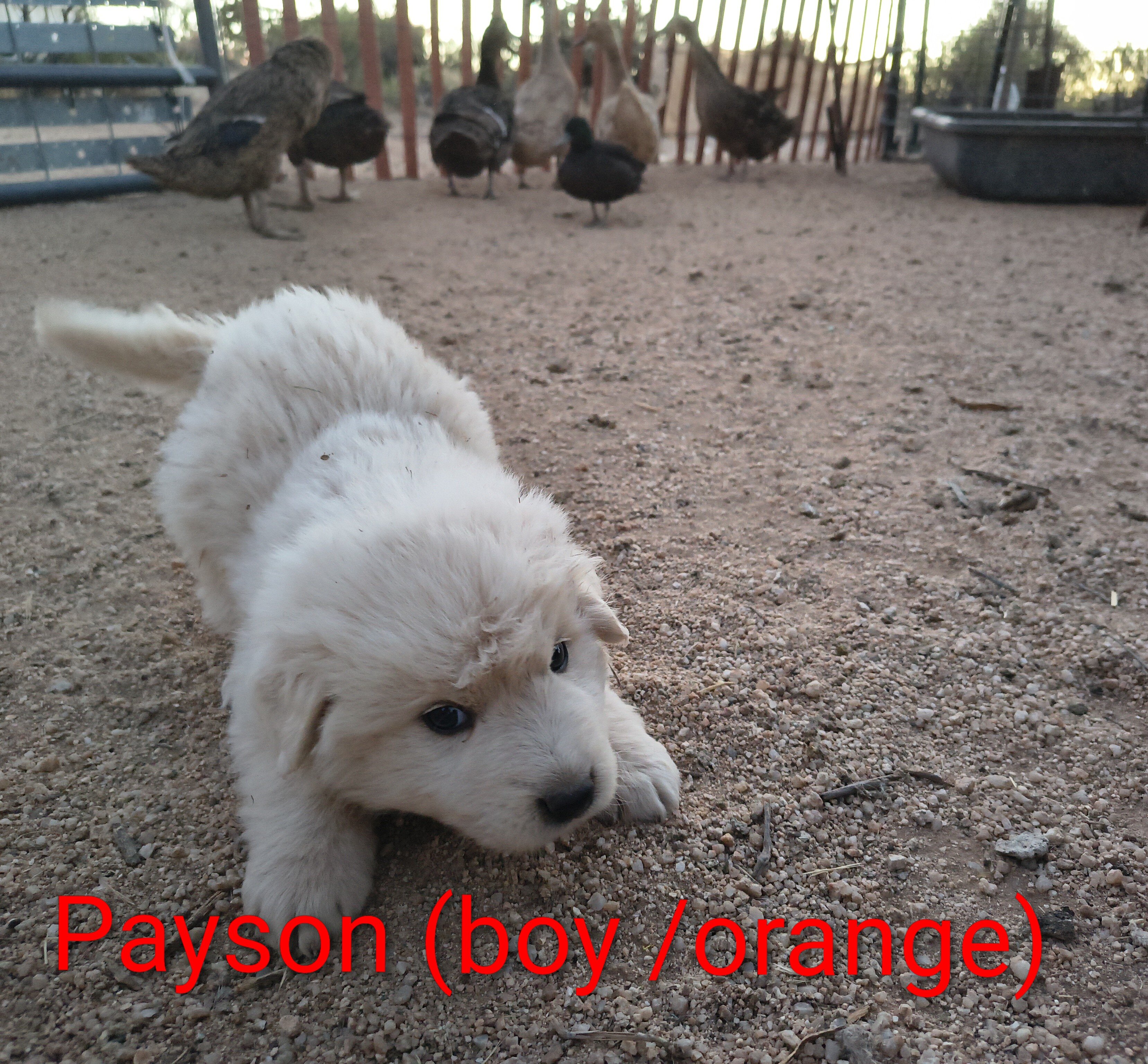 Maremma Sheepdog/ Great Pyrenees image 1