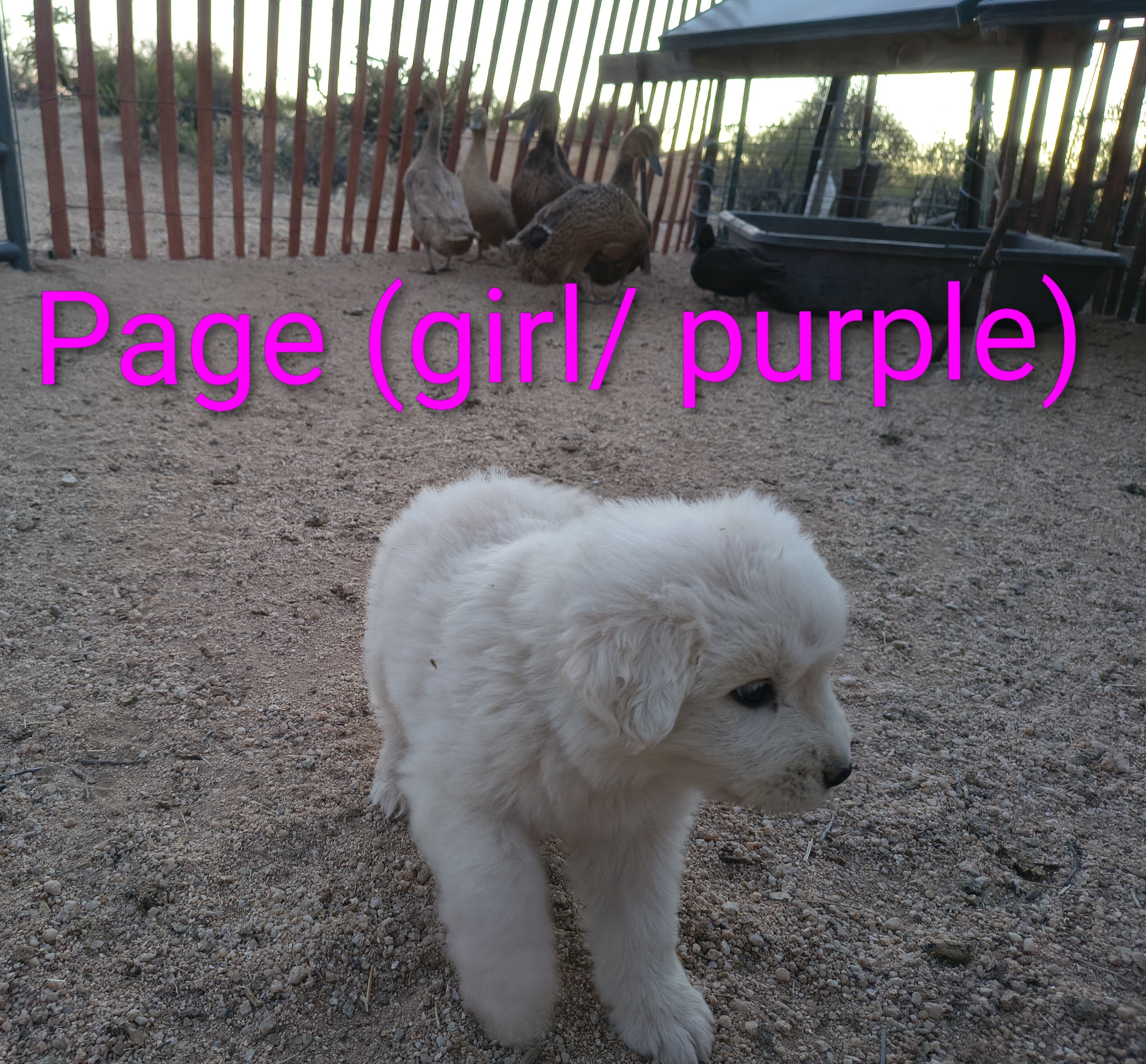 Maremma Sheepdog/ Great Pyrenees image 4
